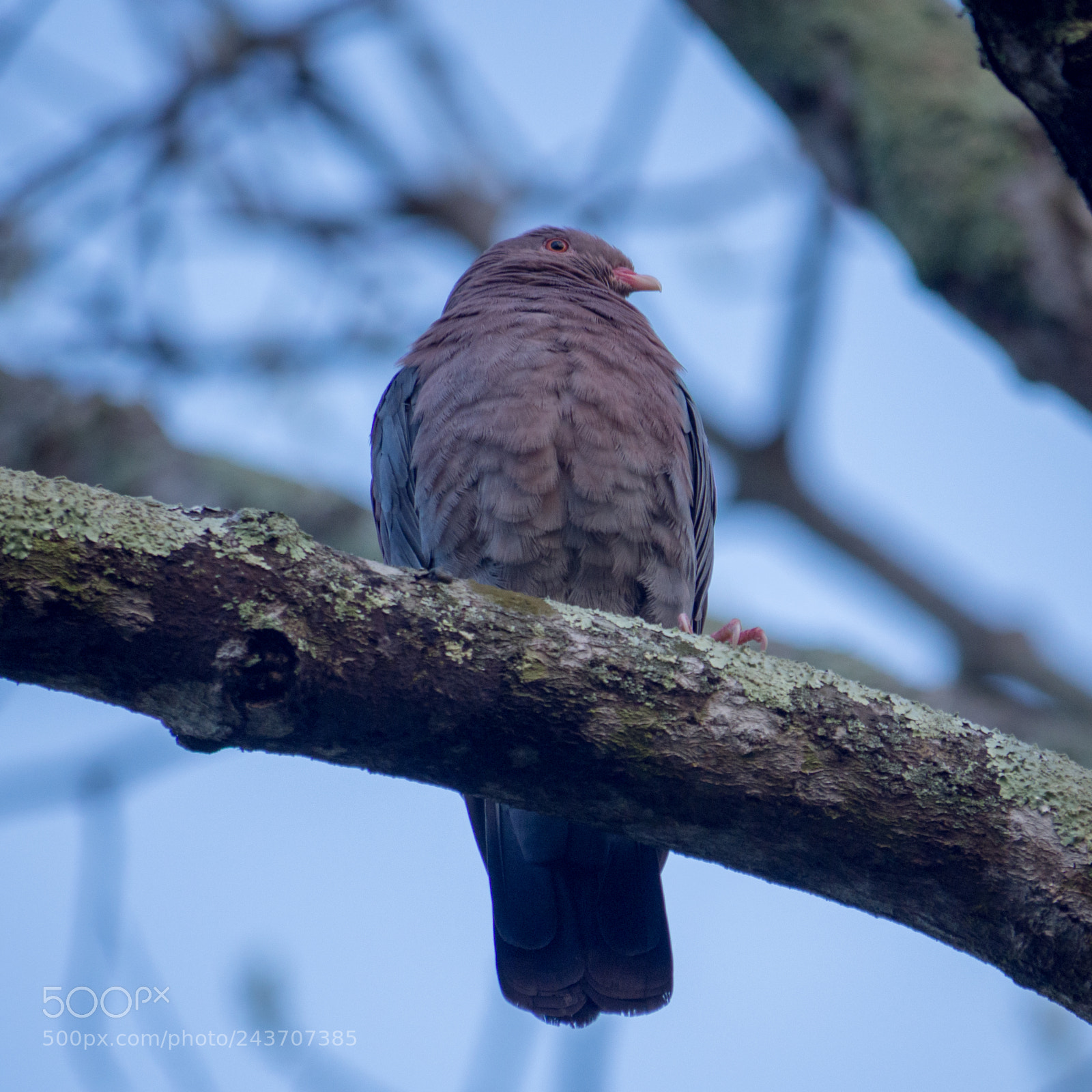 Olympus OM-D E-M10 sample photo. Red-billed pigeon photography