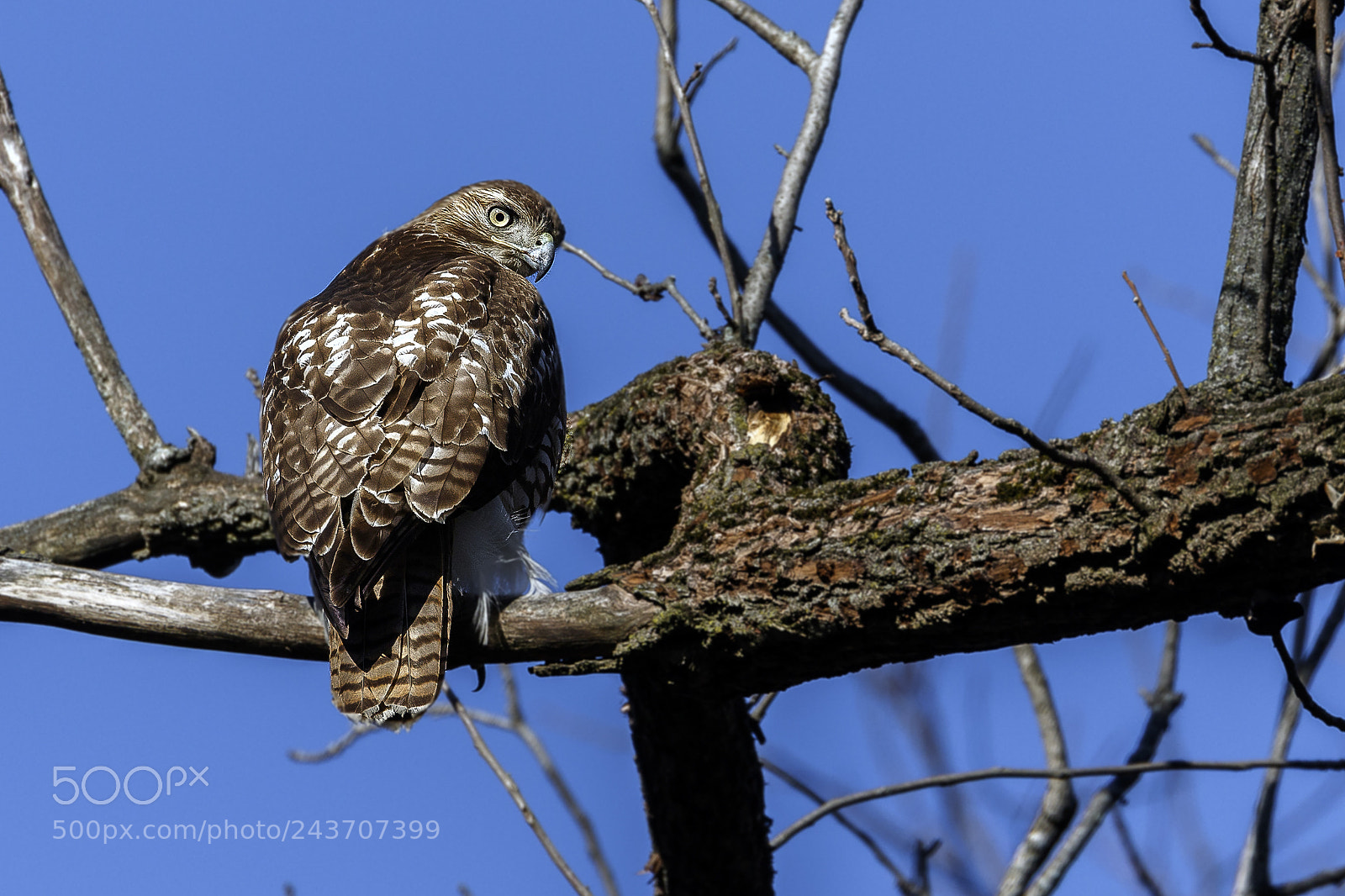Canon EOS 7D Mark II sample photo. Red tailed hawk ii photography