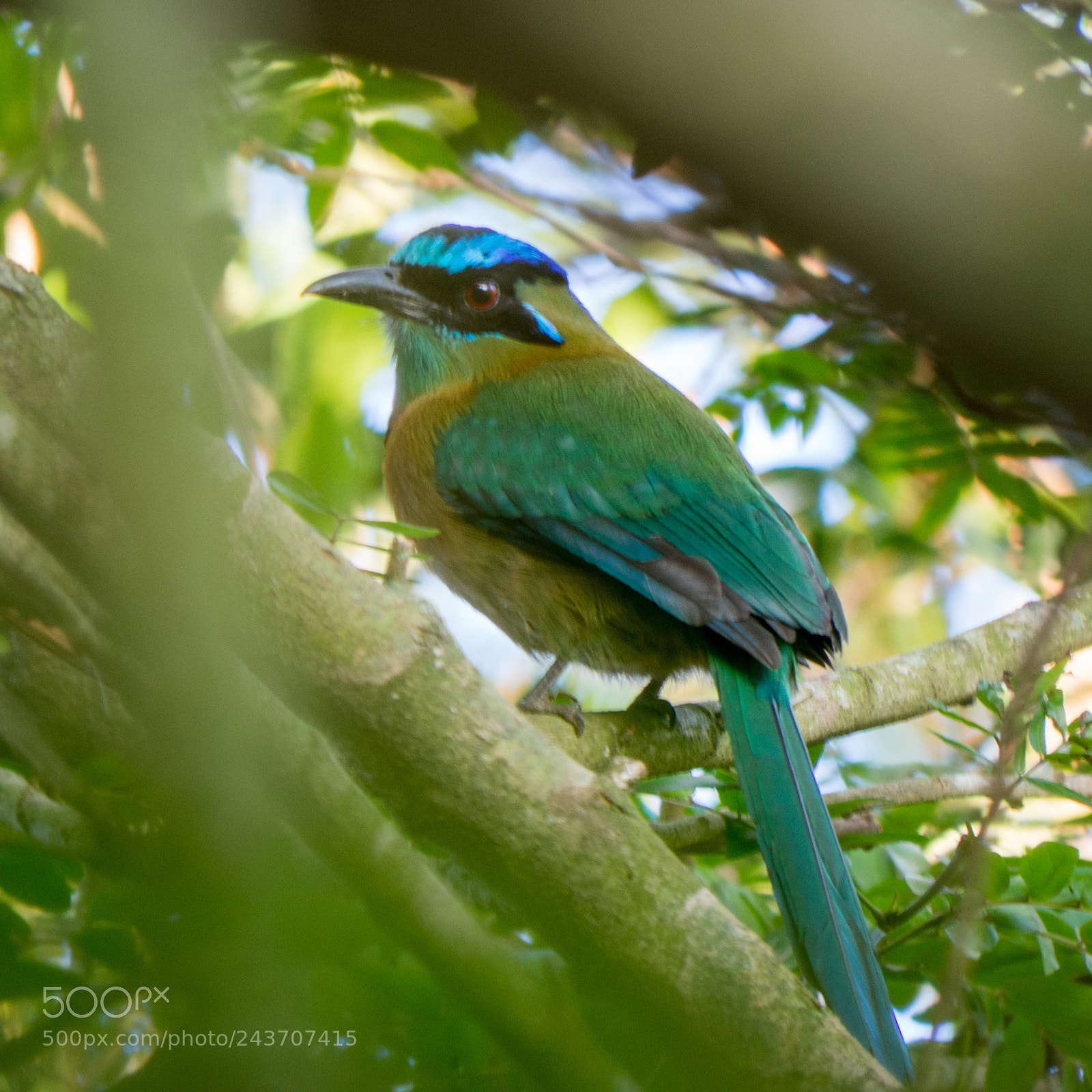 Olympus OM-D E-M10 sample photo. Motmot photography