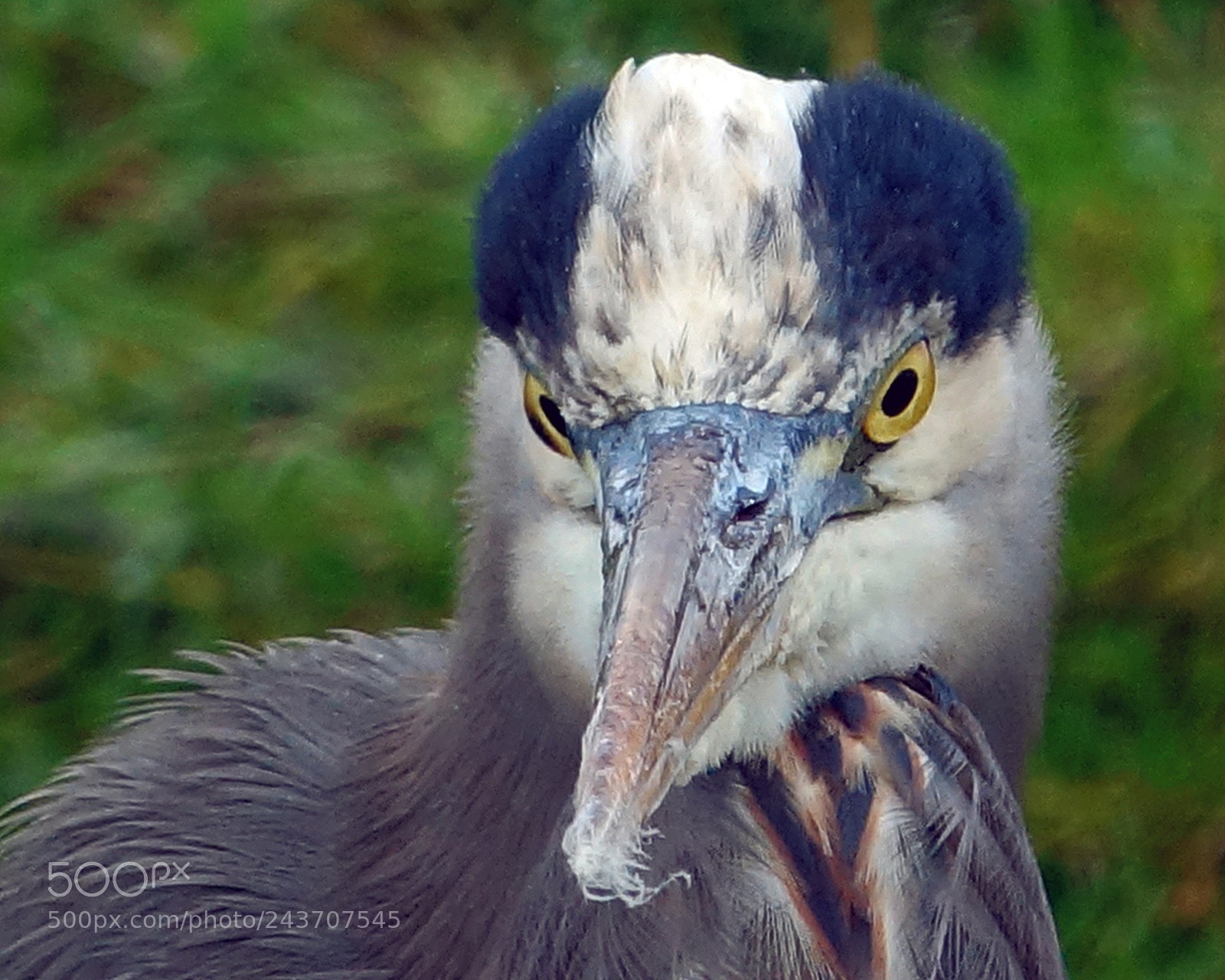 Sony Cyber-shot DSC-RX10 III sample photo. Blue heron photography