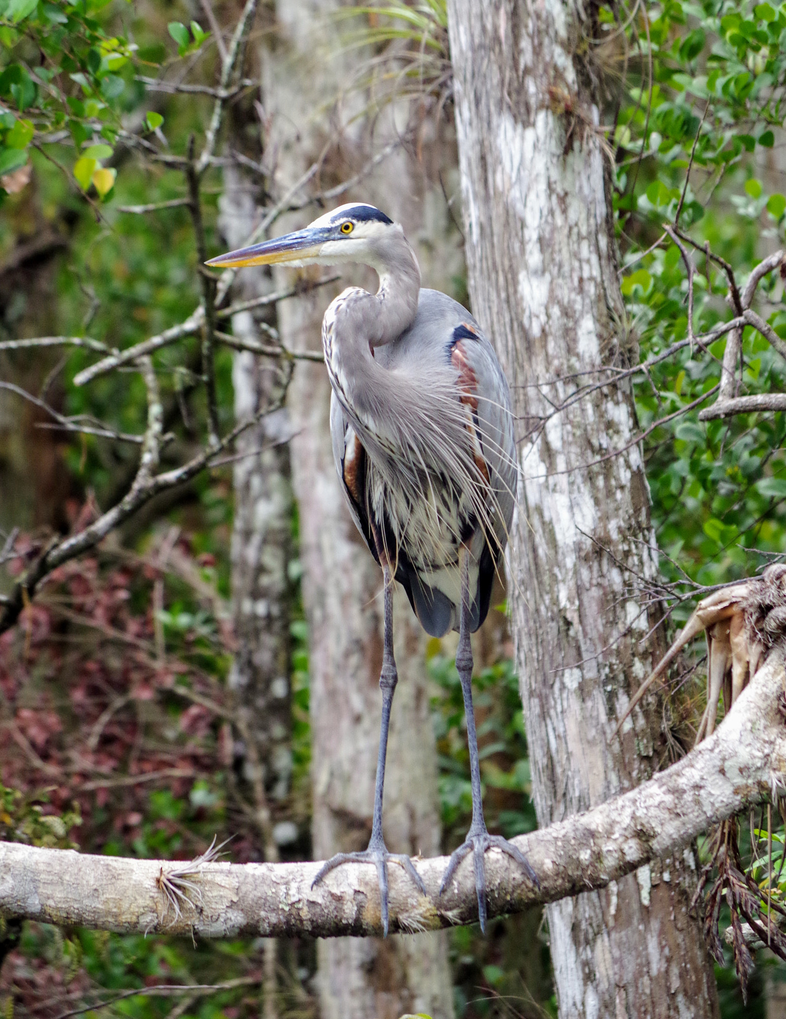 Pentax K-30 + smc PENTAX-DA L 50-200mm F4-5.6 ED sample photo. A heron - un héron photography