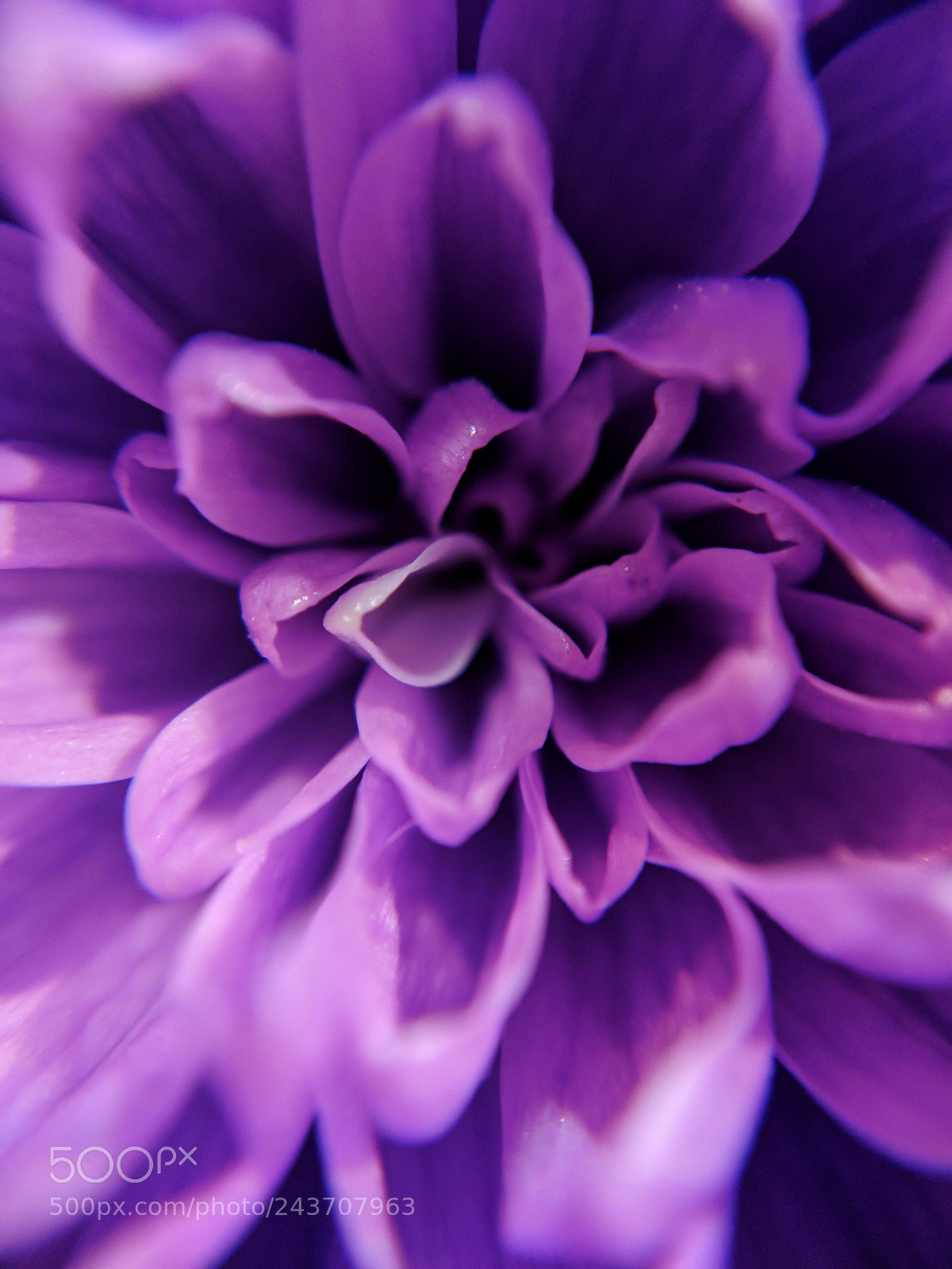 Google Pixel 2 sample photo. Pretty purple petals photography