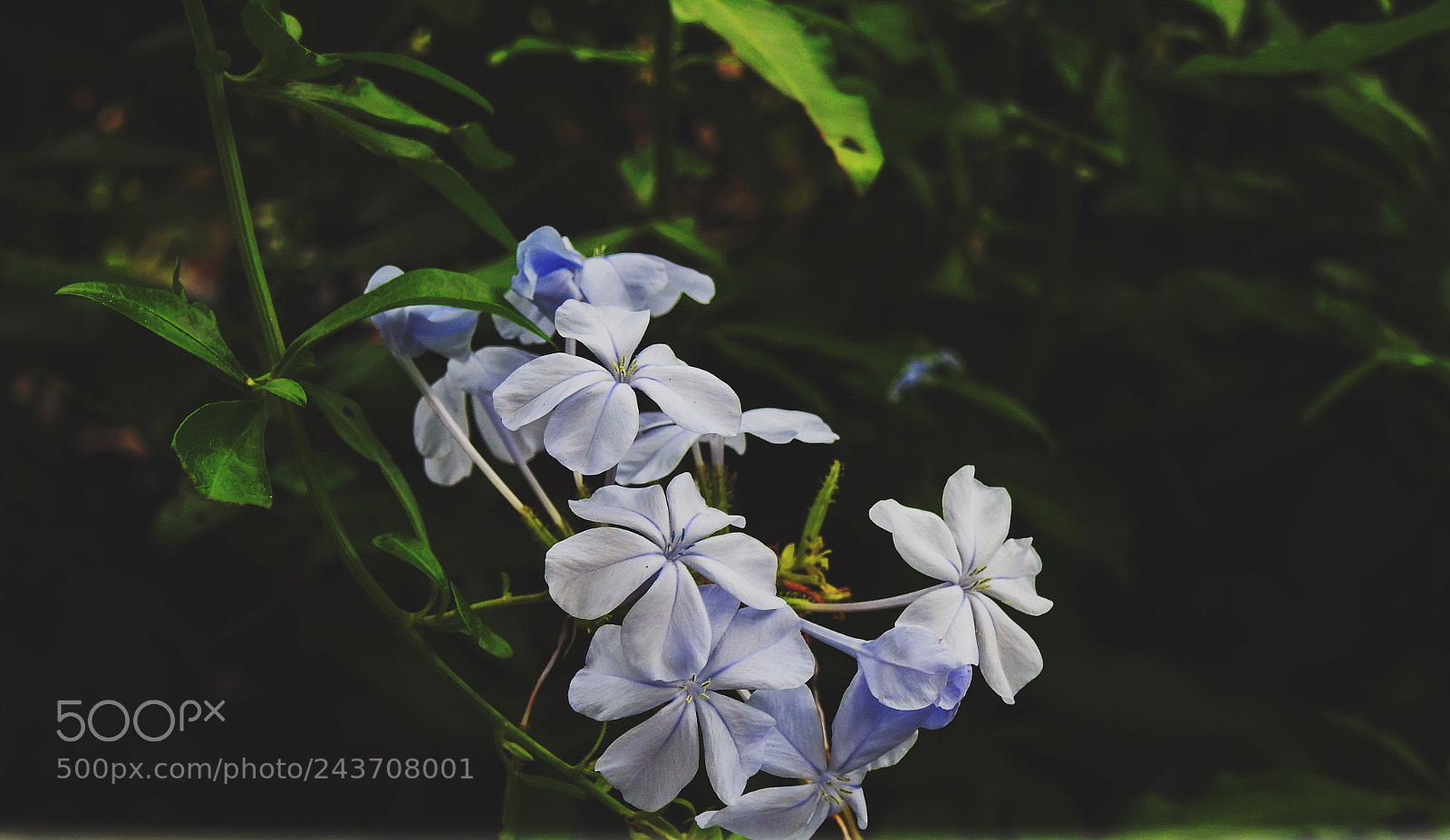 Nikon Coolpix P900 sample photo. White roesus flower photography