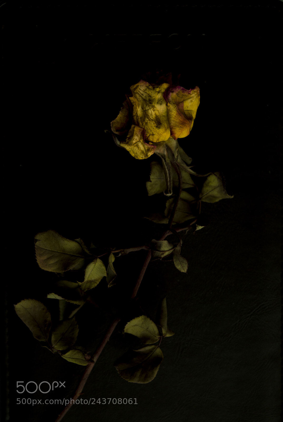 Nikon D3200 sample photo. Flower on black background photography