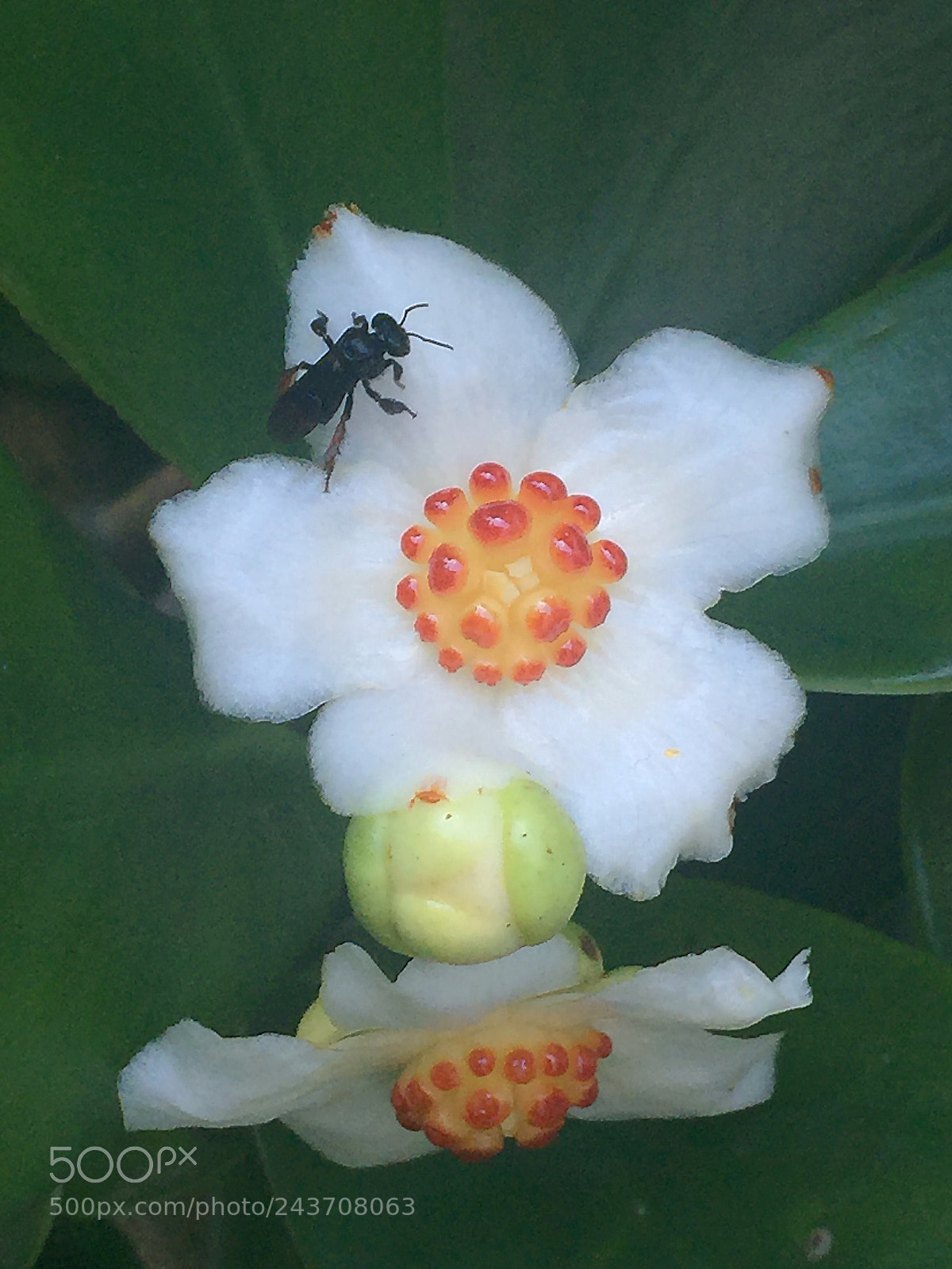 Apple iPhone 6 Plus sample photo. Mogi das cruzes, sp photography