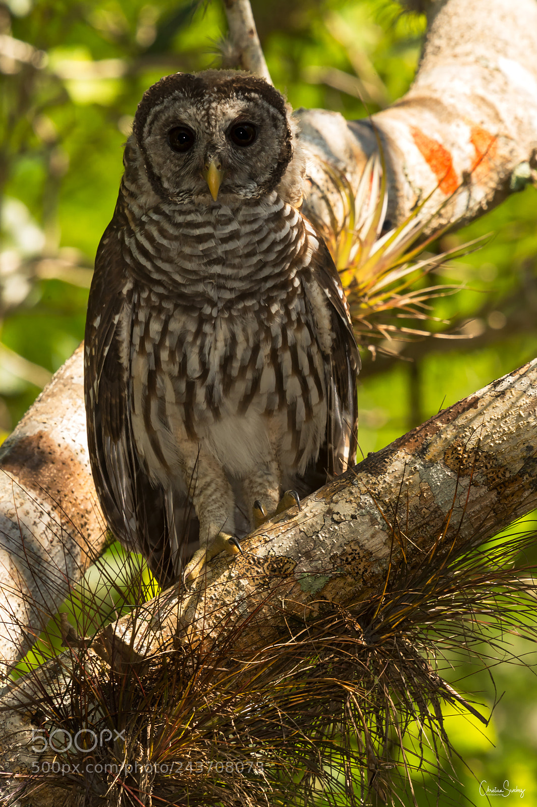Nikon D4 sample photo. Barred owl photography