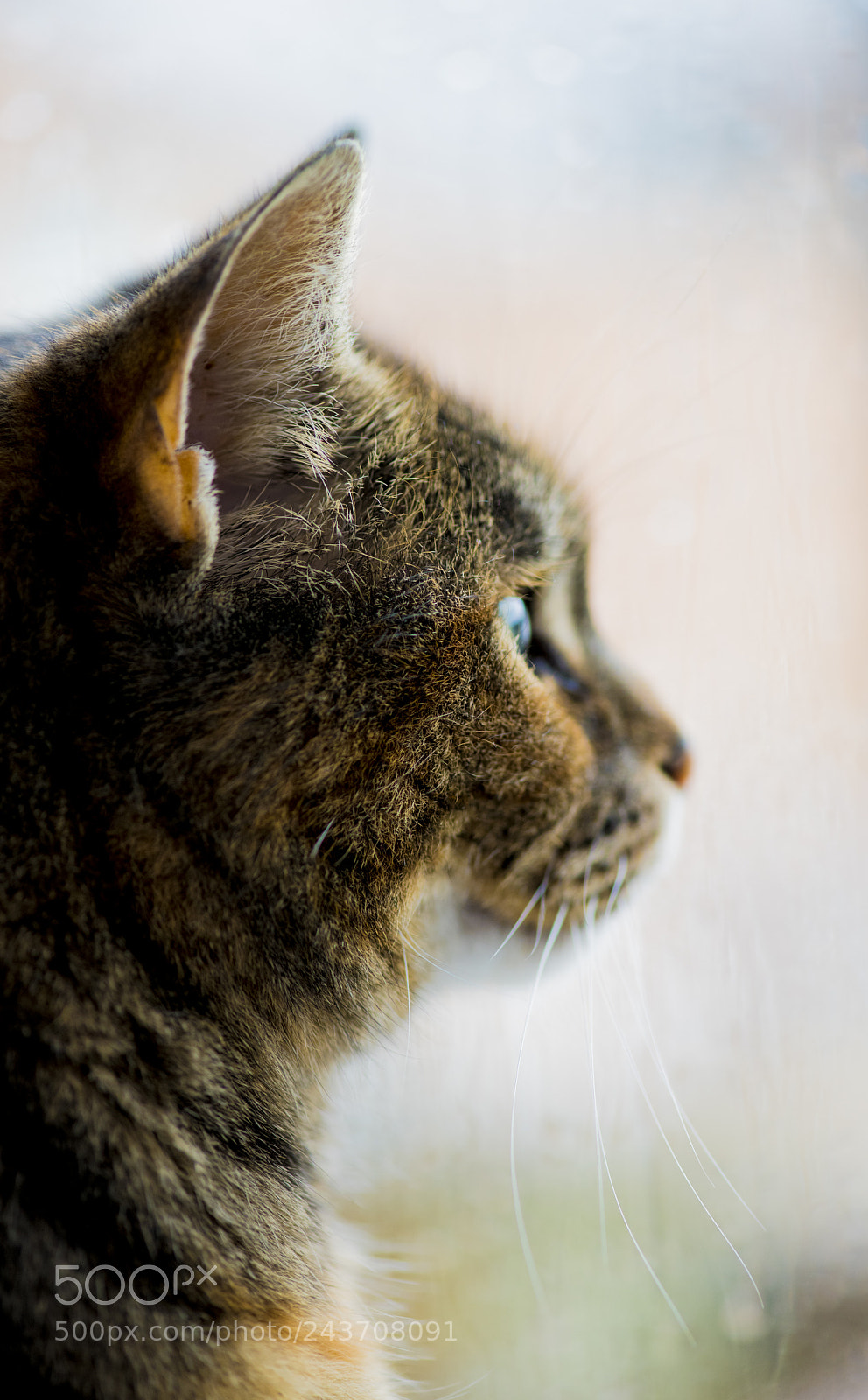 Nikon D850 sample photo. My cat photography