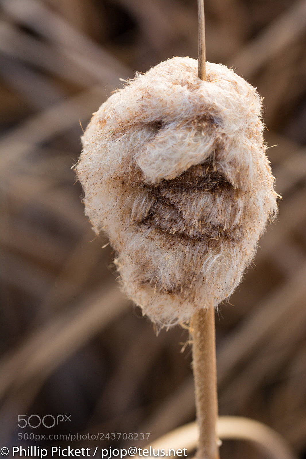 Nikon D7100 sample photo. Cat puff photography