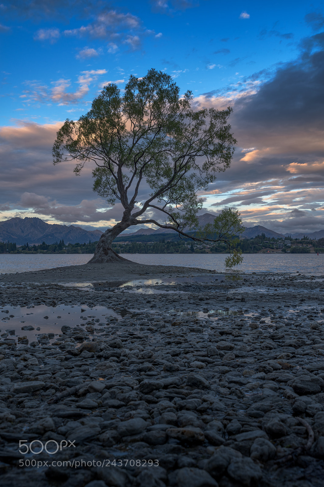 Pentax K-1 sample photo. That lone wanaka tree photography