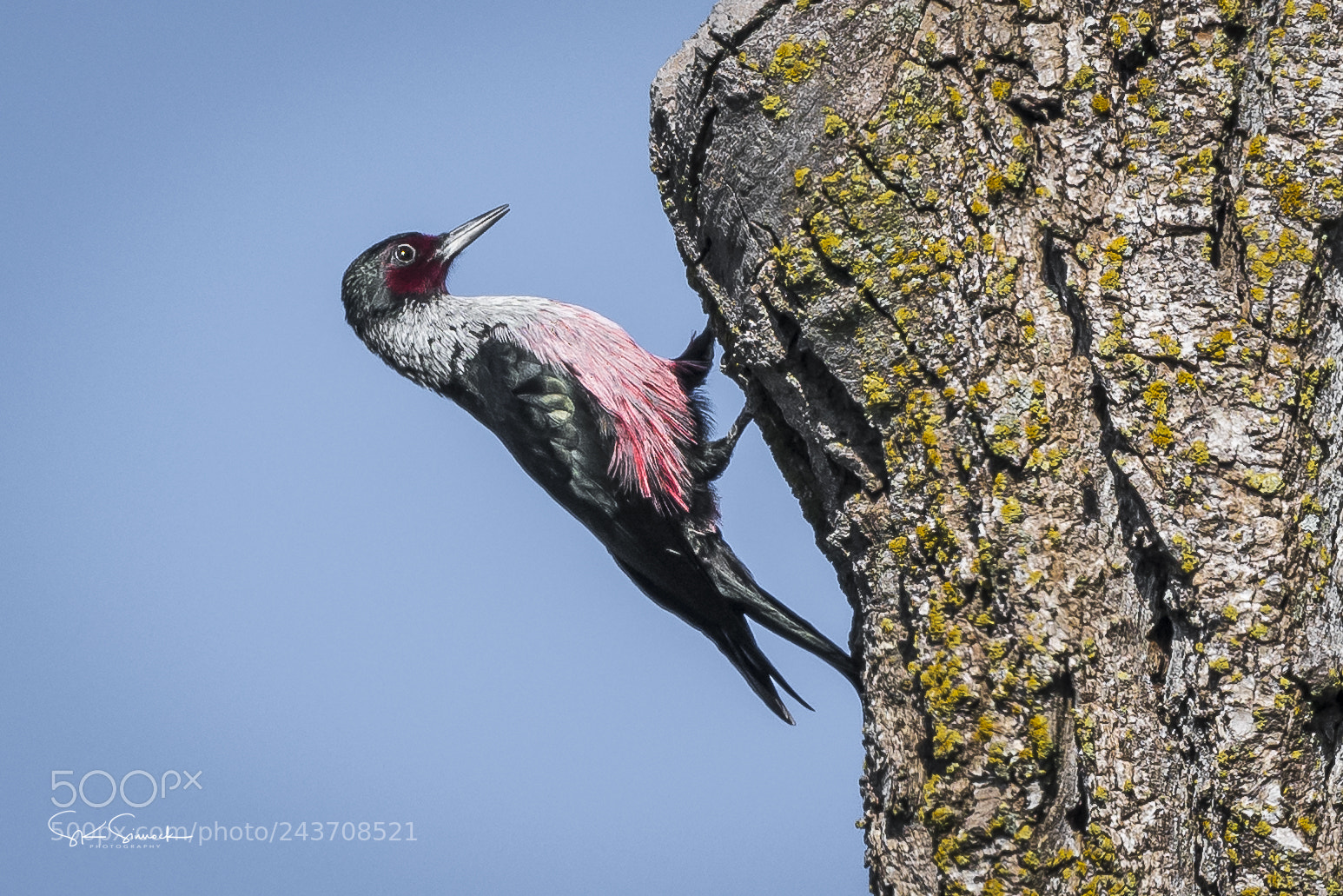Nikon D850 sample photo. Lewis's woodpecker photography