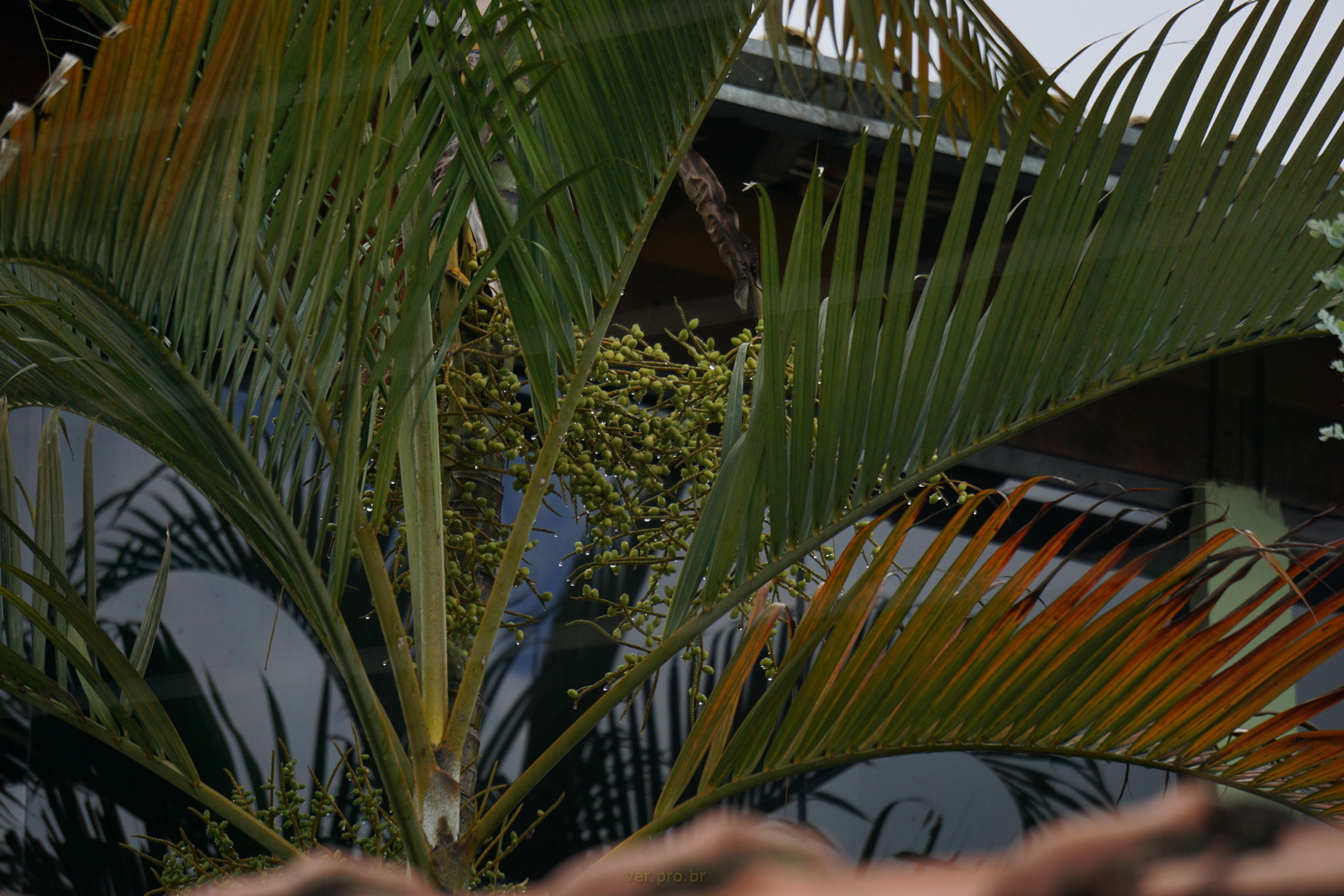 Sony FE 24-240mm F3.5-6.3 OSS sample photo. Catar coquinho photography