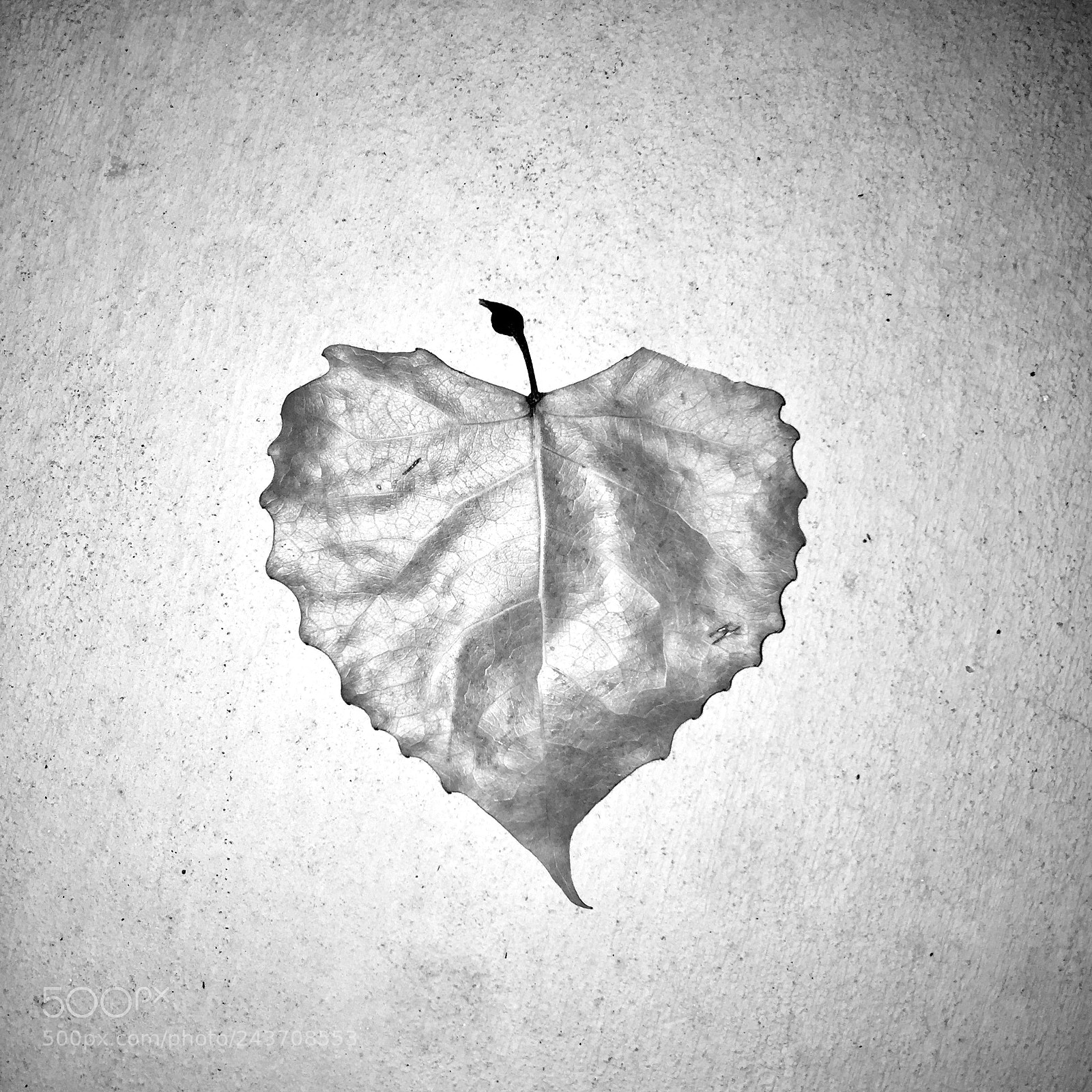 Apple iPhone 6 Plus sample photo. Love the leaf photography