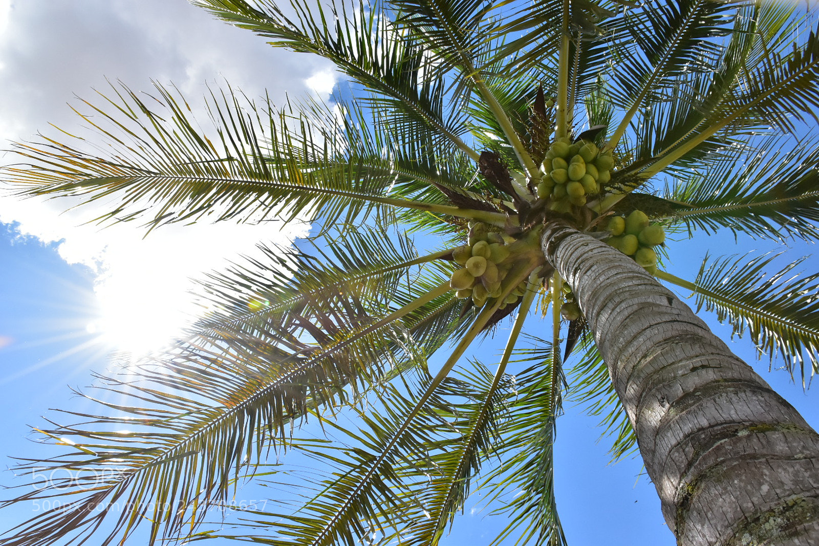 Nikon D5500 sample photo. Coconuts tree photography