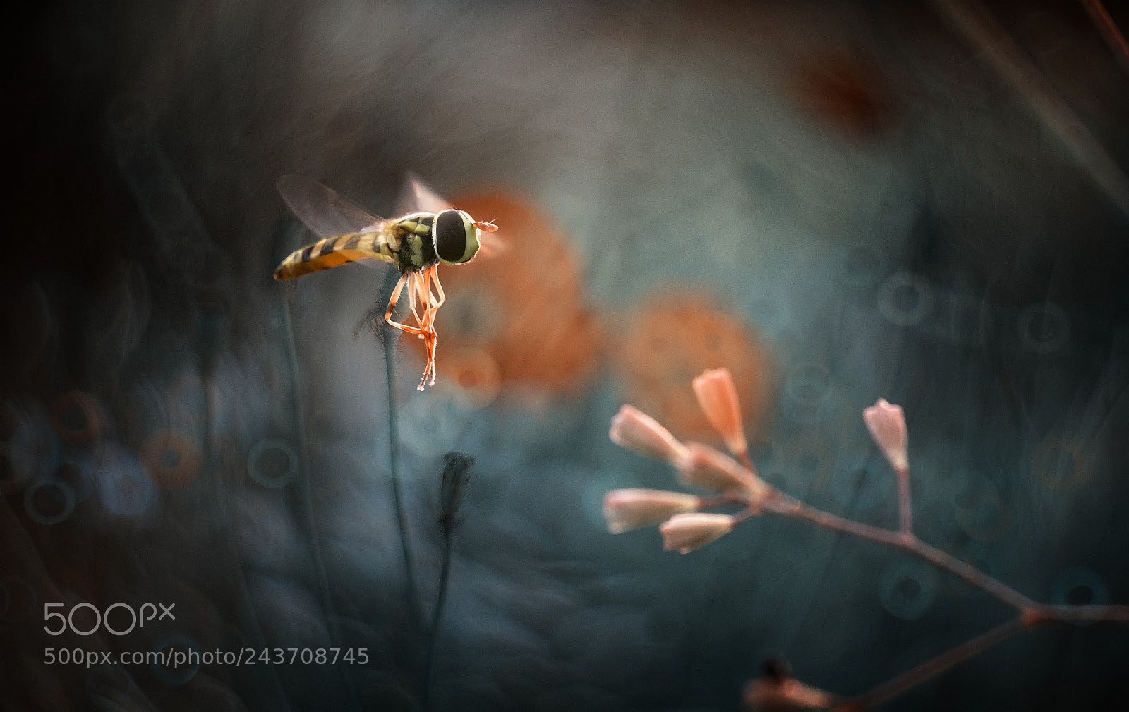Nikon D90 sample photo. Hoverfly, fly, insect, wasp photography