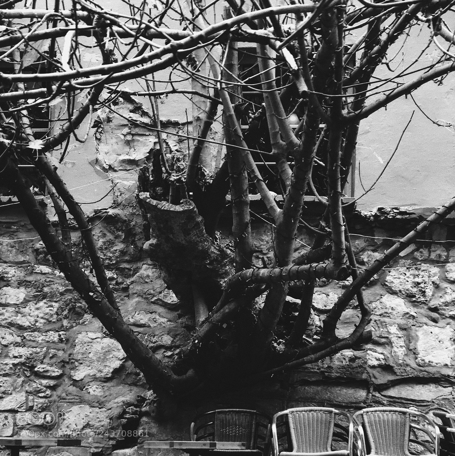 Apple iPhone 8 Plus sample photo. Tree growing out of photography