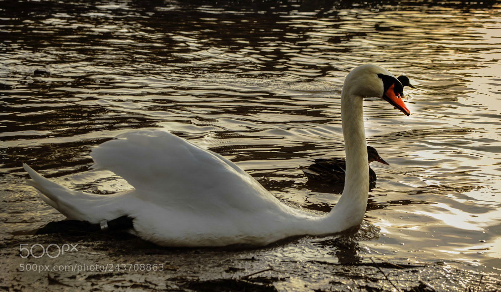 Canon EOS 77D (EOS 9000D / EOS 770D) sample photo. Geese heilbronn photography