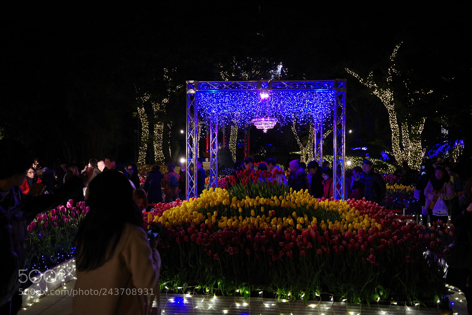 Pentax K-1 sample photo. Tulip garden photography