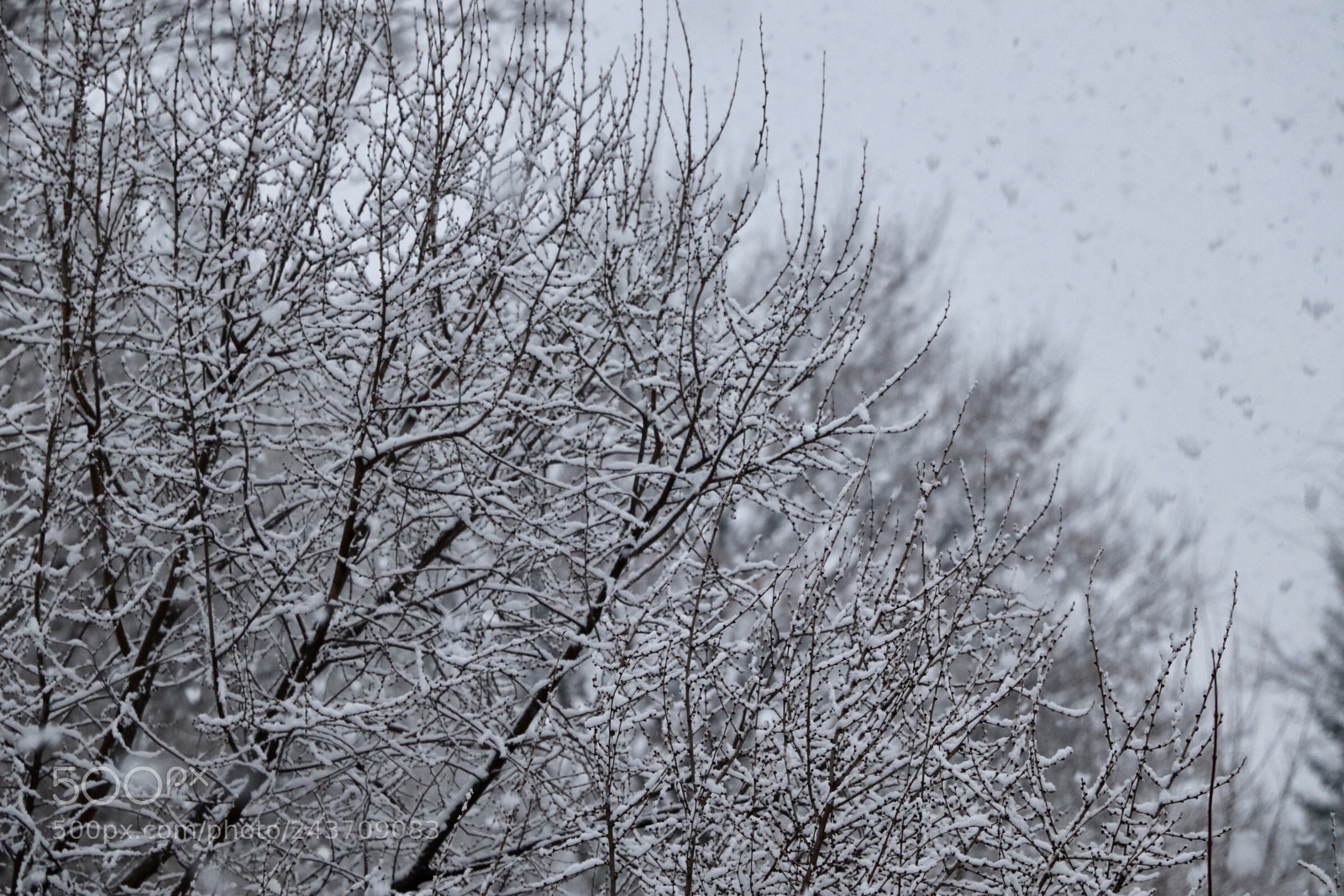 Canon EOS 800D (EOS Rebel T7i / EOS Kiss X9i) sample photo. Day 2 of snowfall 2 photography