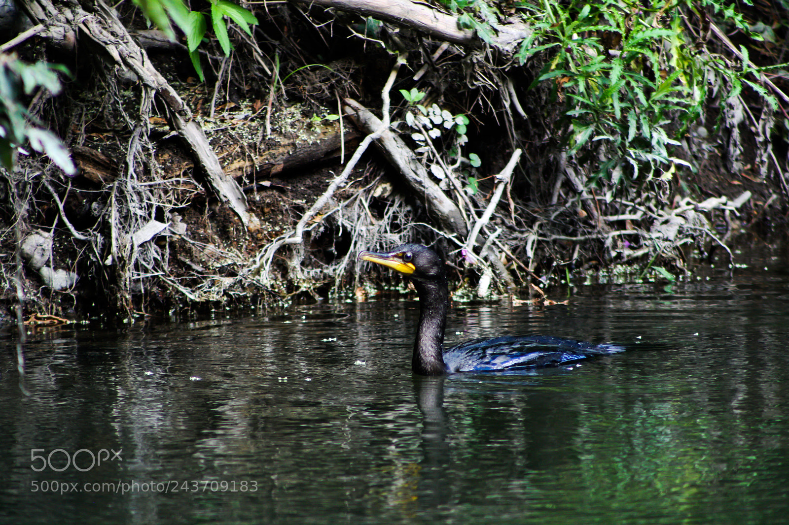 Canon EOS 1000D (EOS Digital Rebel XS / EOS Kiss F) sample photo. Double-crested cormorant photography