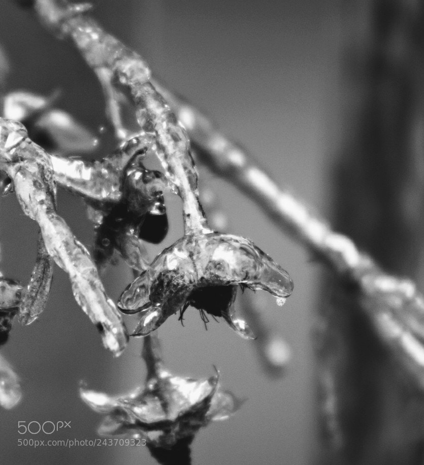 Canon EOS 750D (EOS Rebel T6i / EOS Kiss X8i) sample photo. Frozen beauty photography