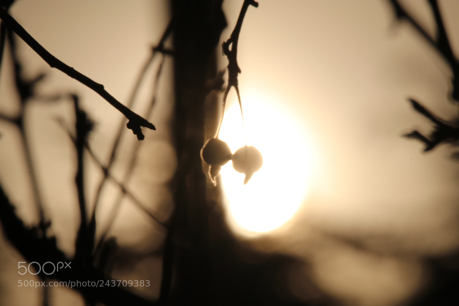 Tamron SP 150-600mm F5-6.3 Di VC USD sample photo. Begonia fruit in the photography