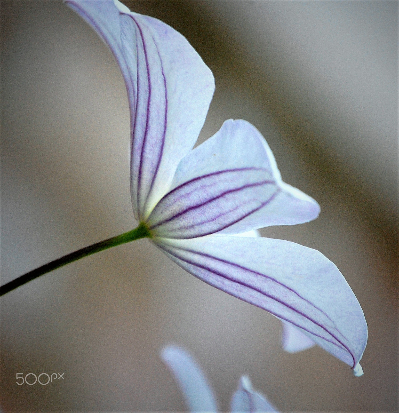 Nikon D40 sample photo. Macro photography