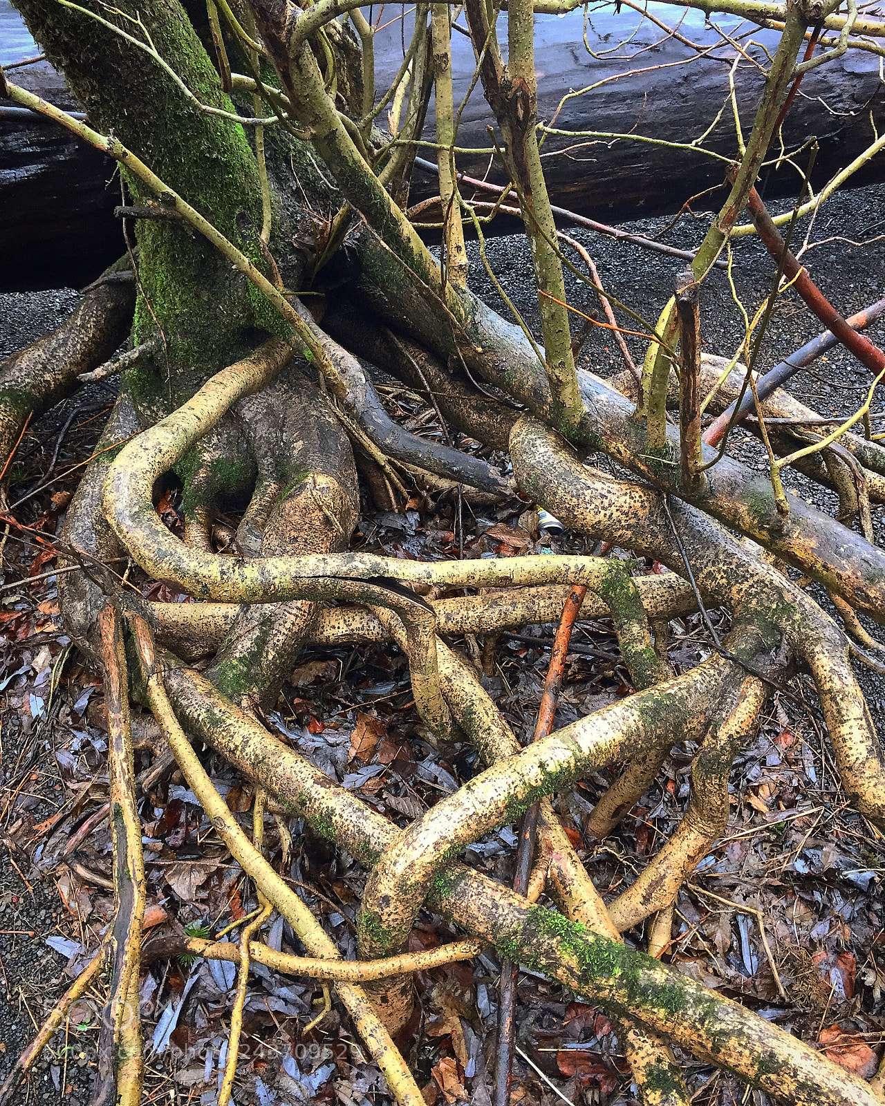 Apple iPhone 6 sample photo. Tree roots! photography