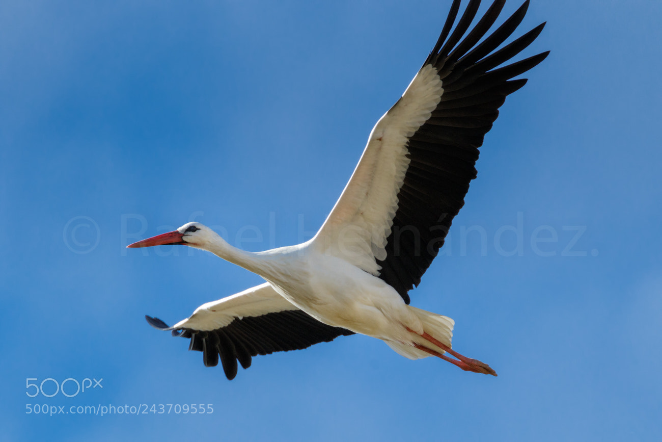 Canon EOS 7D Mark II sample photo. Overflying stork extended wings photography