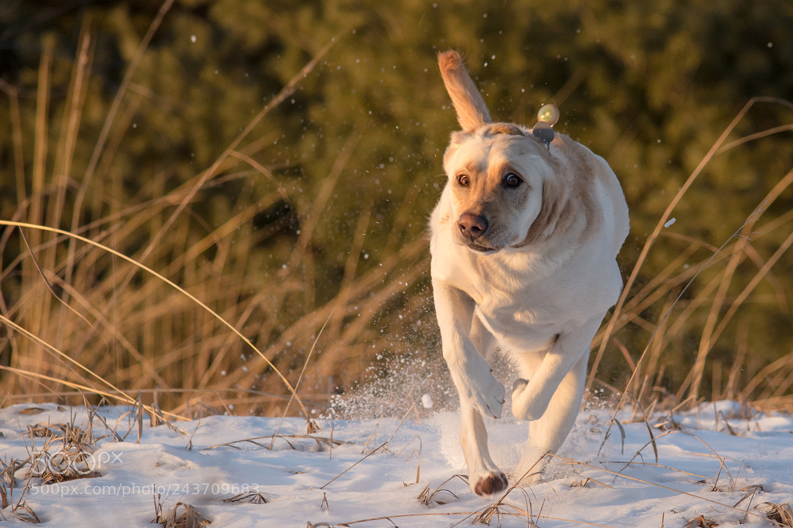 Nikon D7100 sample photo. Run fin run ! photography