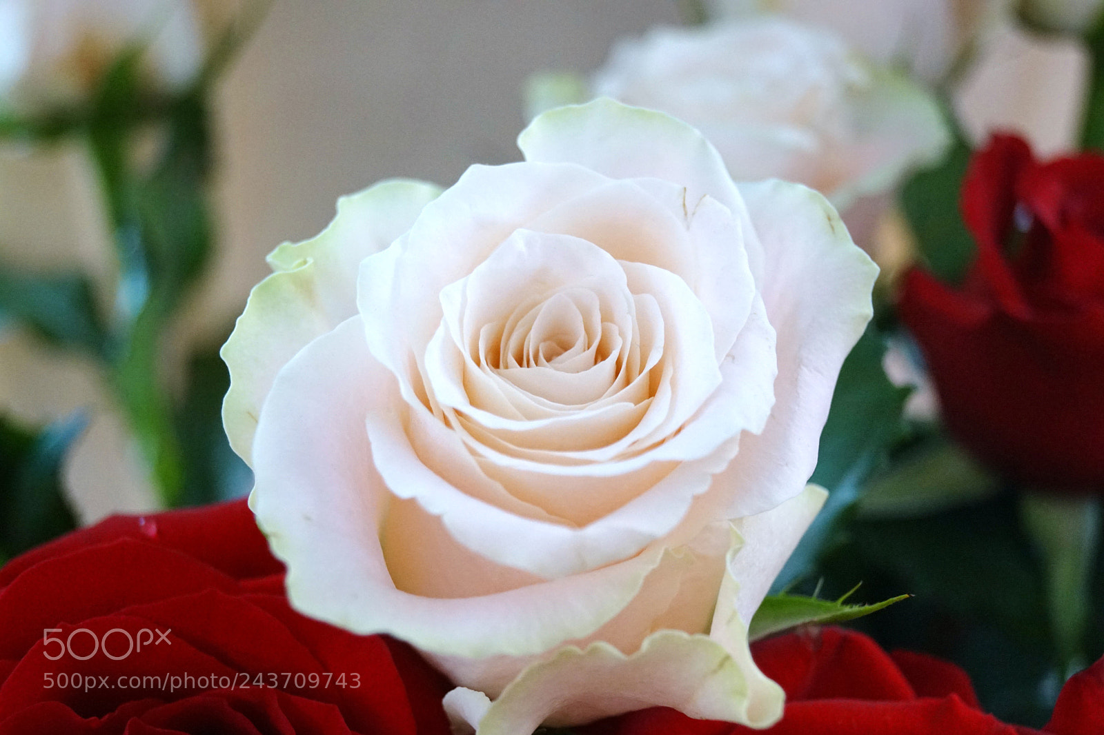 Sony SLT-A68 sample photo. Purity and beauty photography