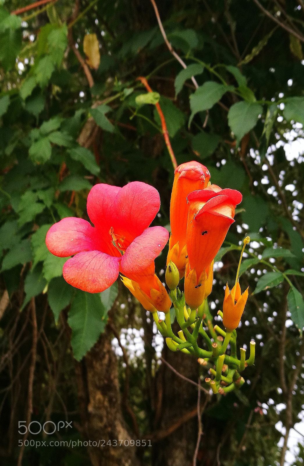HUAWEI P9 sample photo. Untitled photography