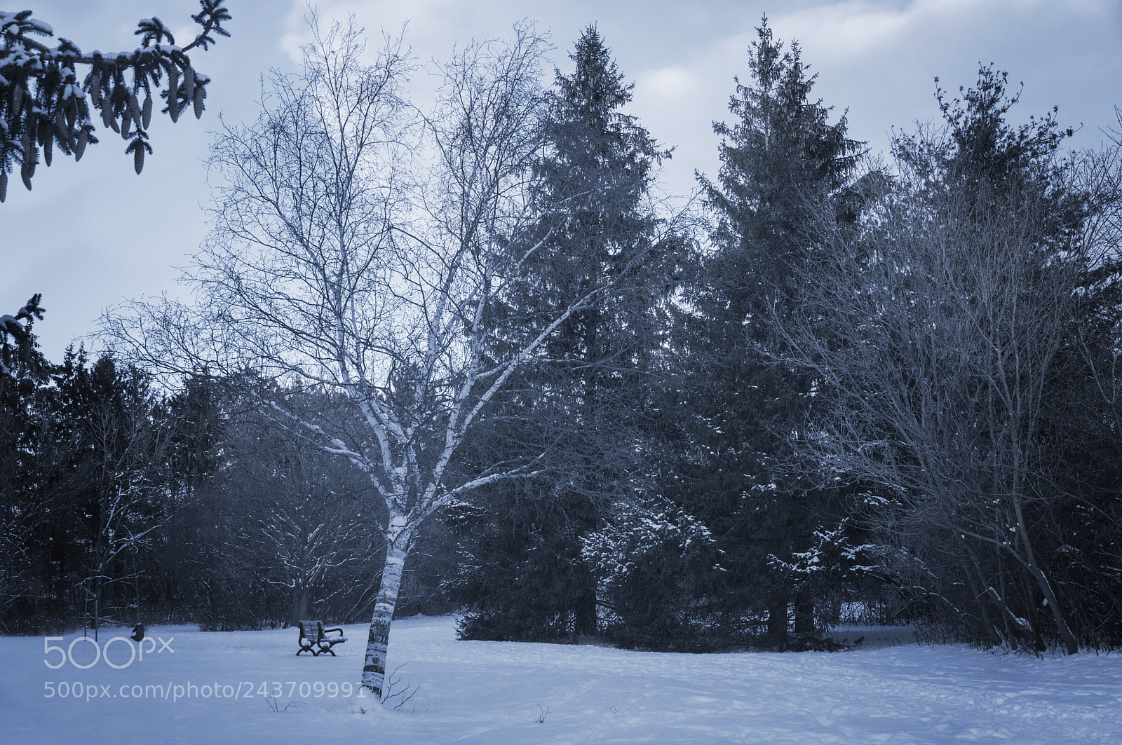 Sony SLT-A37 sample photo. Winter scene photography
