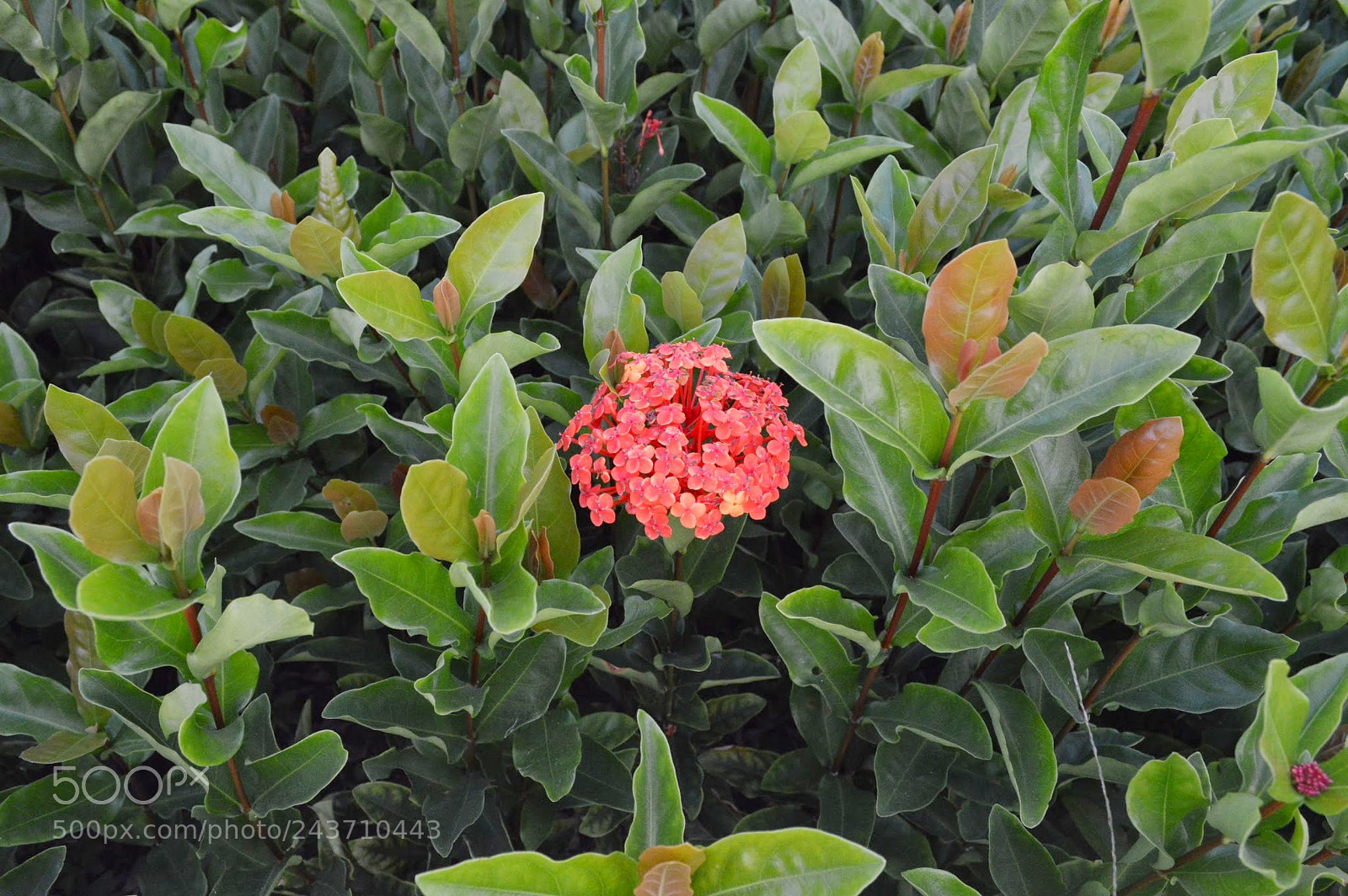 Nikon D3200 sample photo. Yangshuo, china photography