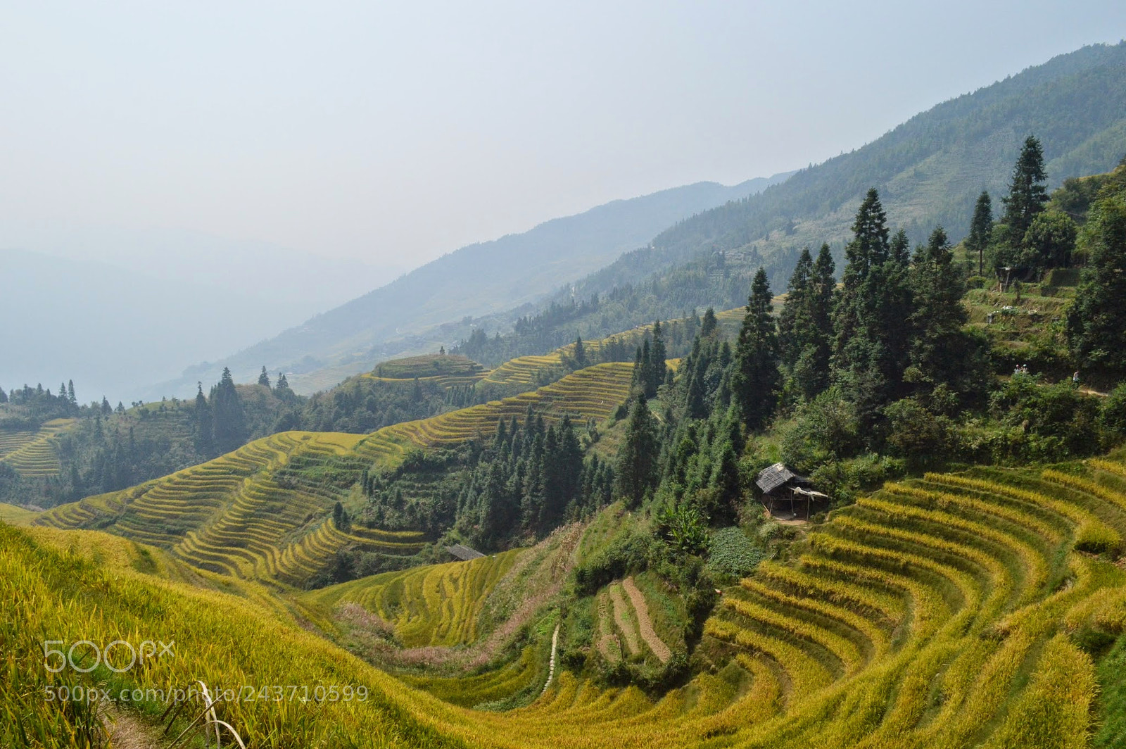 Nikon D3200 sample photo. Dragon's backbone rice terraces photography