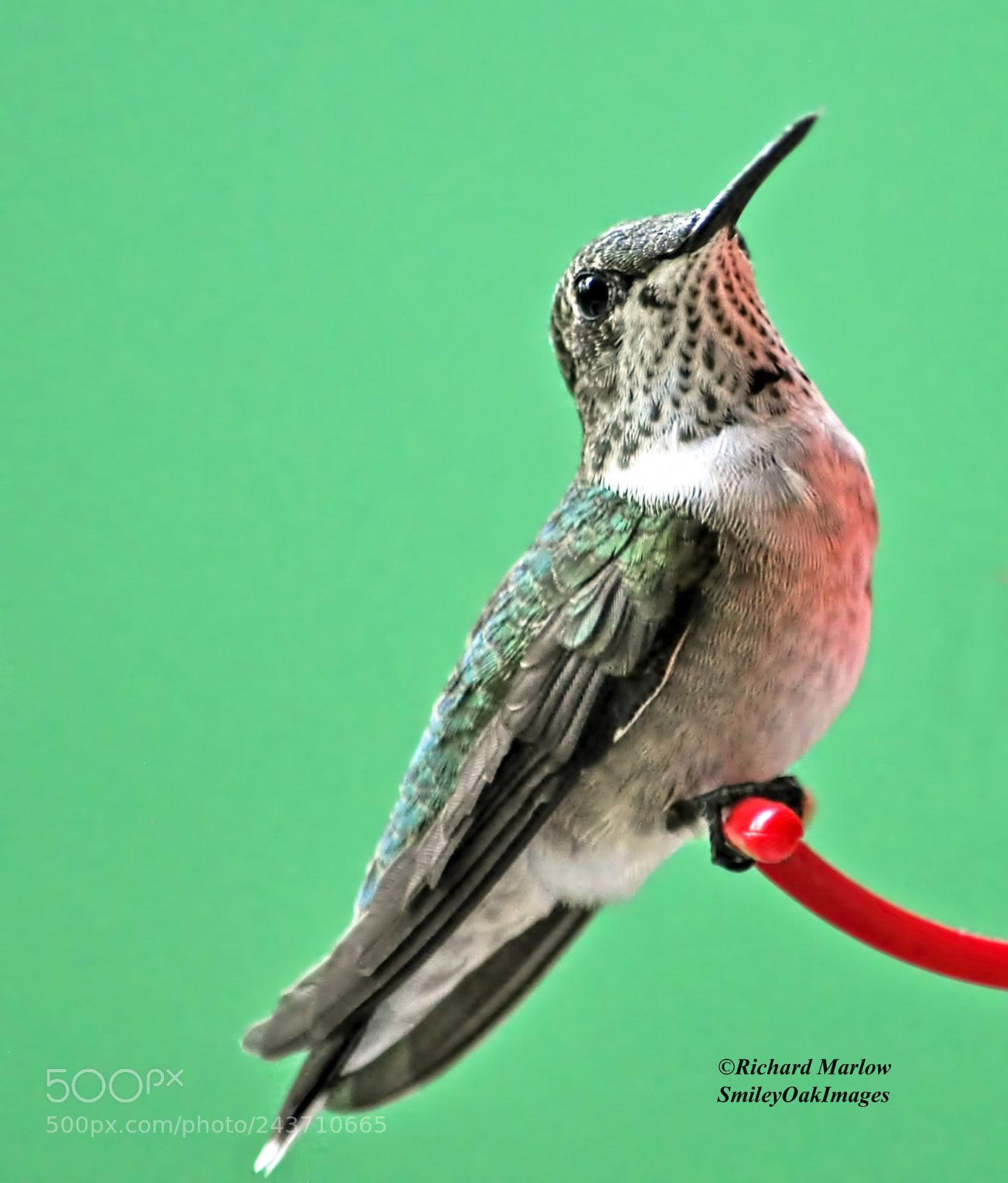 Nikon D5000 sample photo. Hummingbird photography