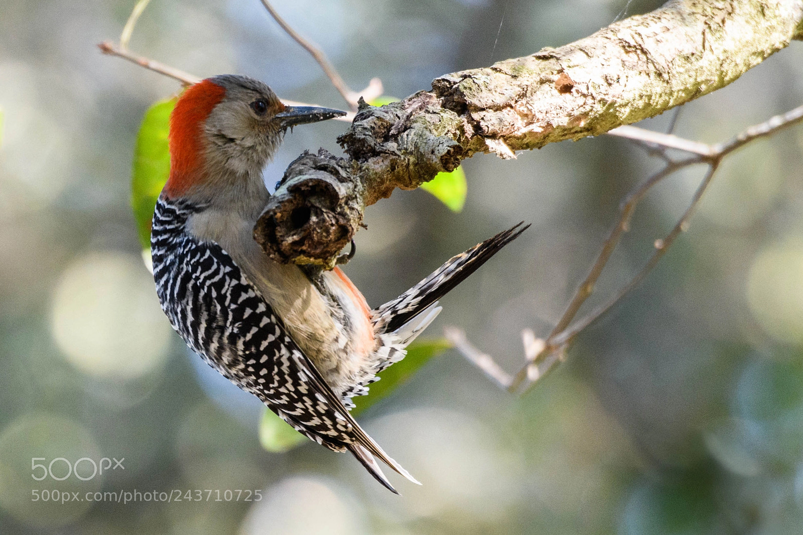 Nikon D850 sample photo. Red bellied woodpecker photography