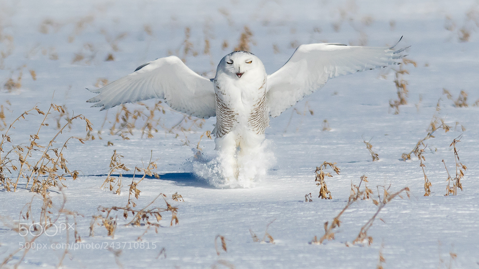 Canon EOS 7D Mark II sample photo. Snowy owl 24-01 18 photography