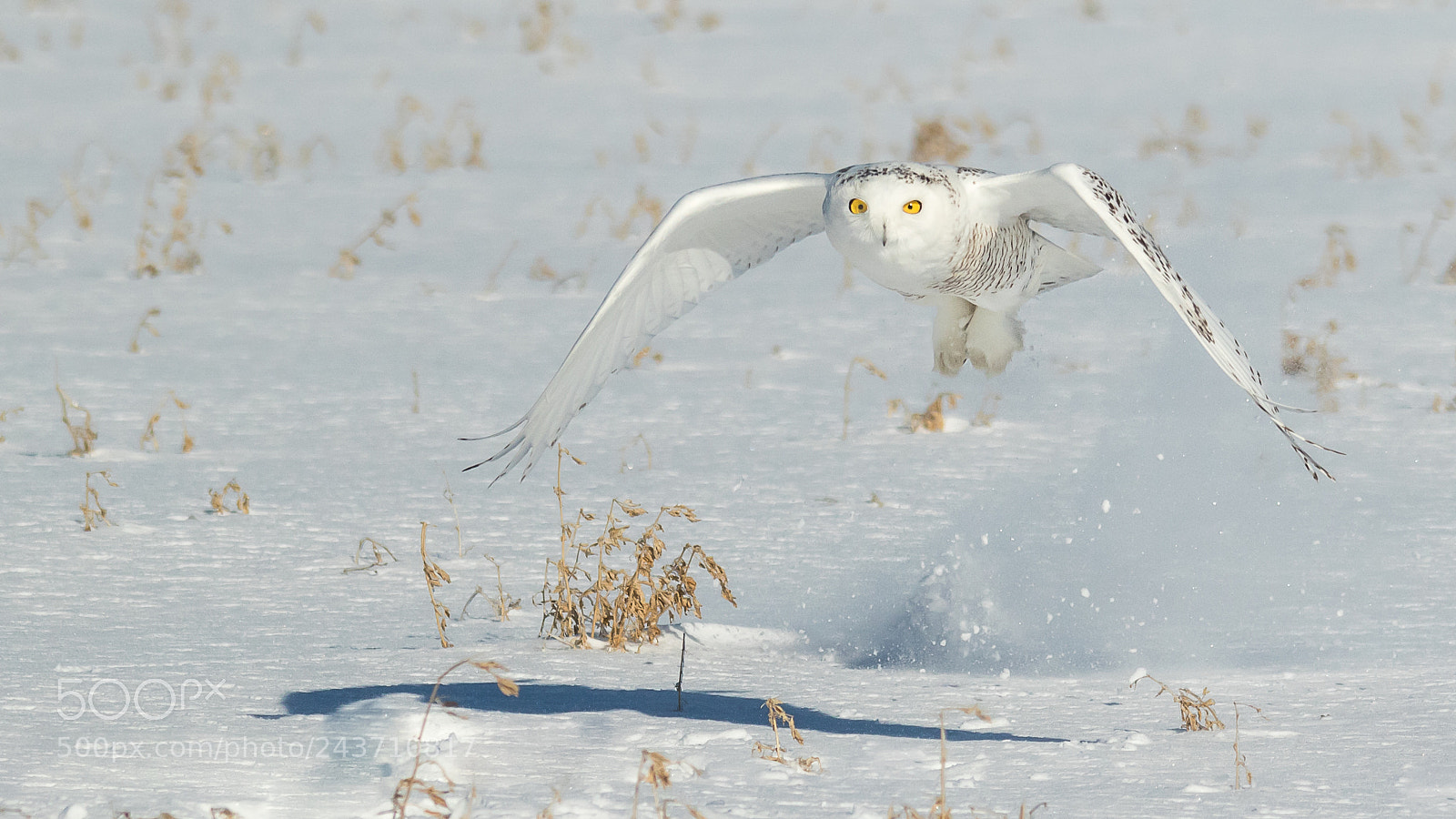 Canon EOS 7D Mark II sample photo. Snowy owl 24-01 photography
