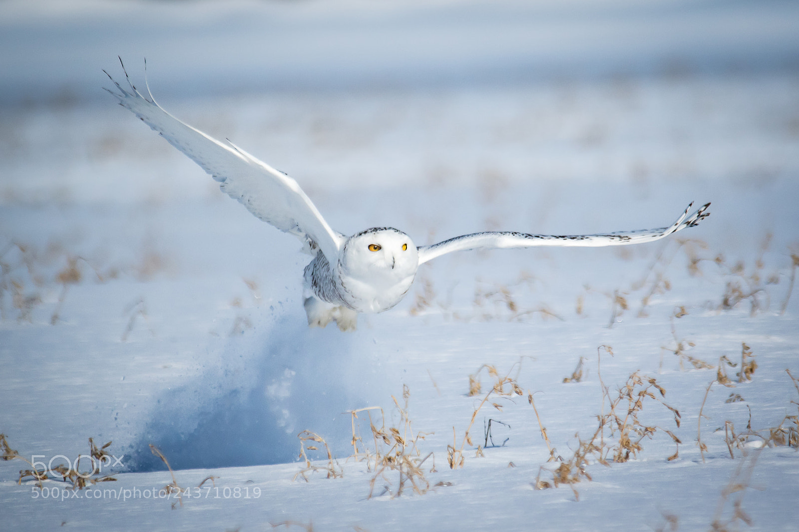 Canon EOS 7D Mark II sample photo. Harfang des neige 24-01 photography