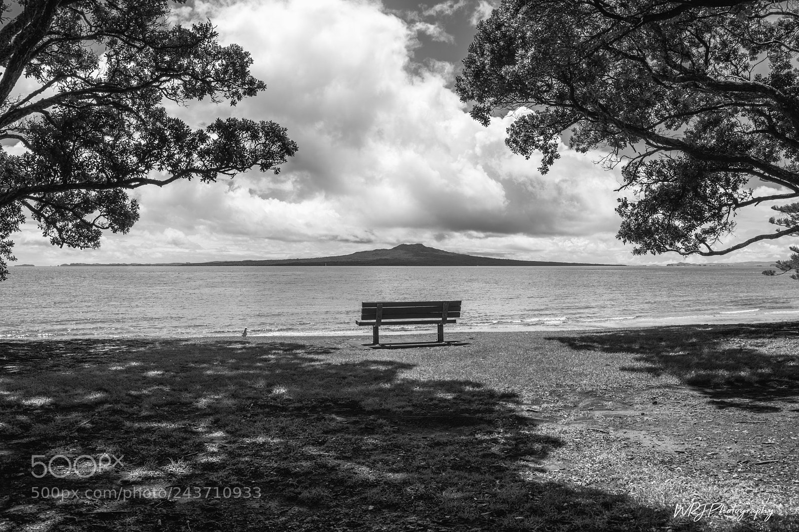 Nikon D7100 sample photo. Lonely gull on takapuna photography