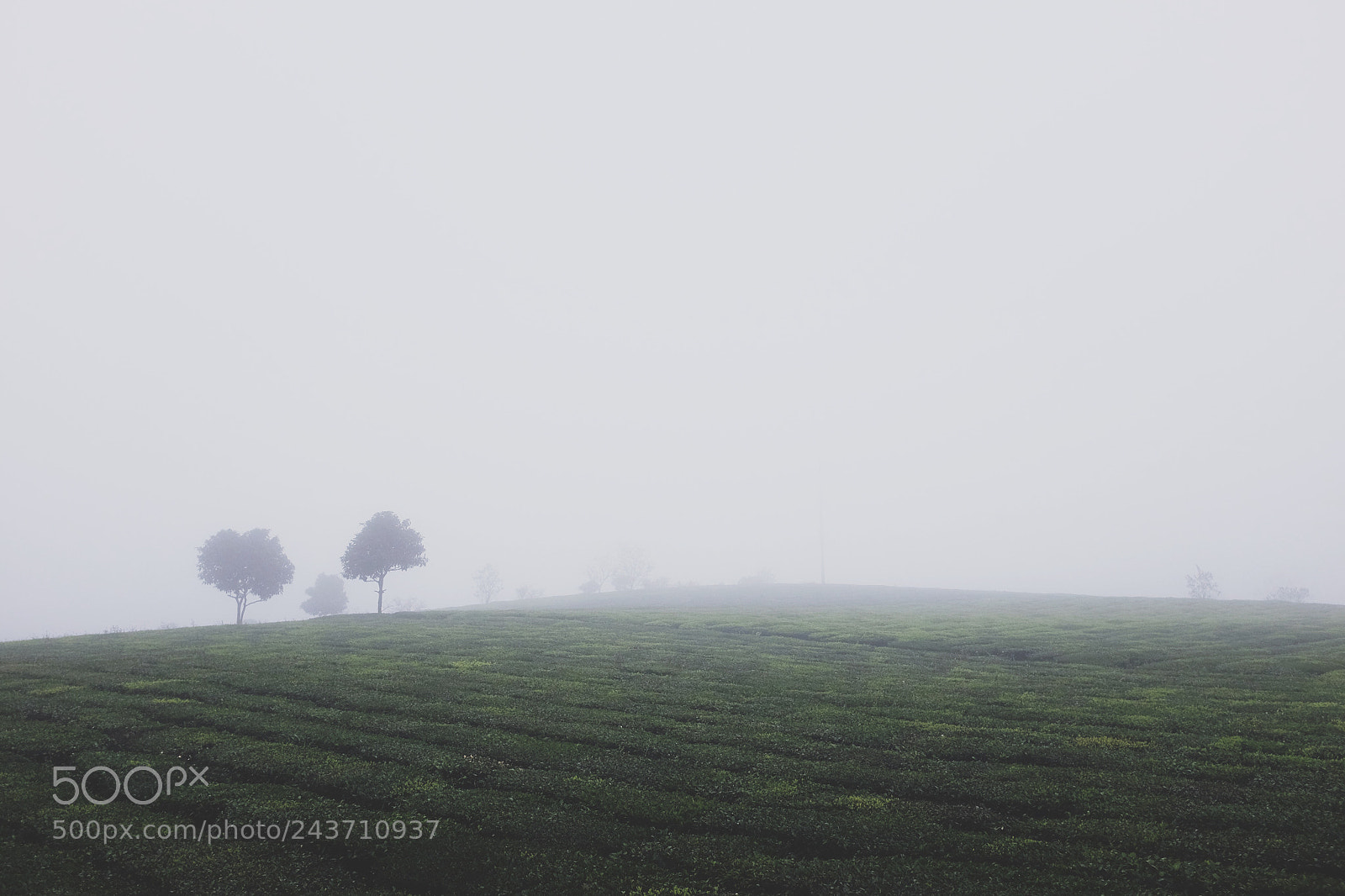 Fujifilm X100S sample photo. Tea farm in fog photography