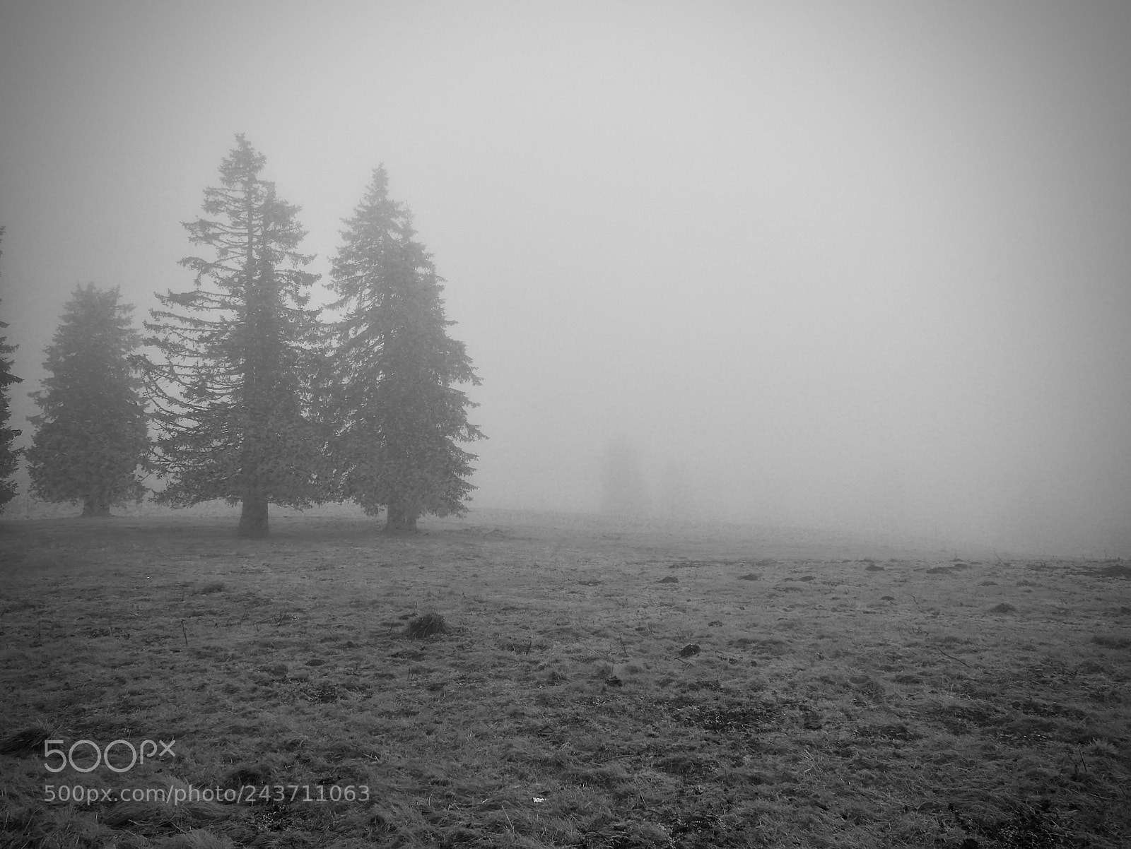 Leica D-Lux (Typ 109) sample photo. In the fog photography