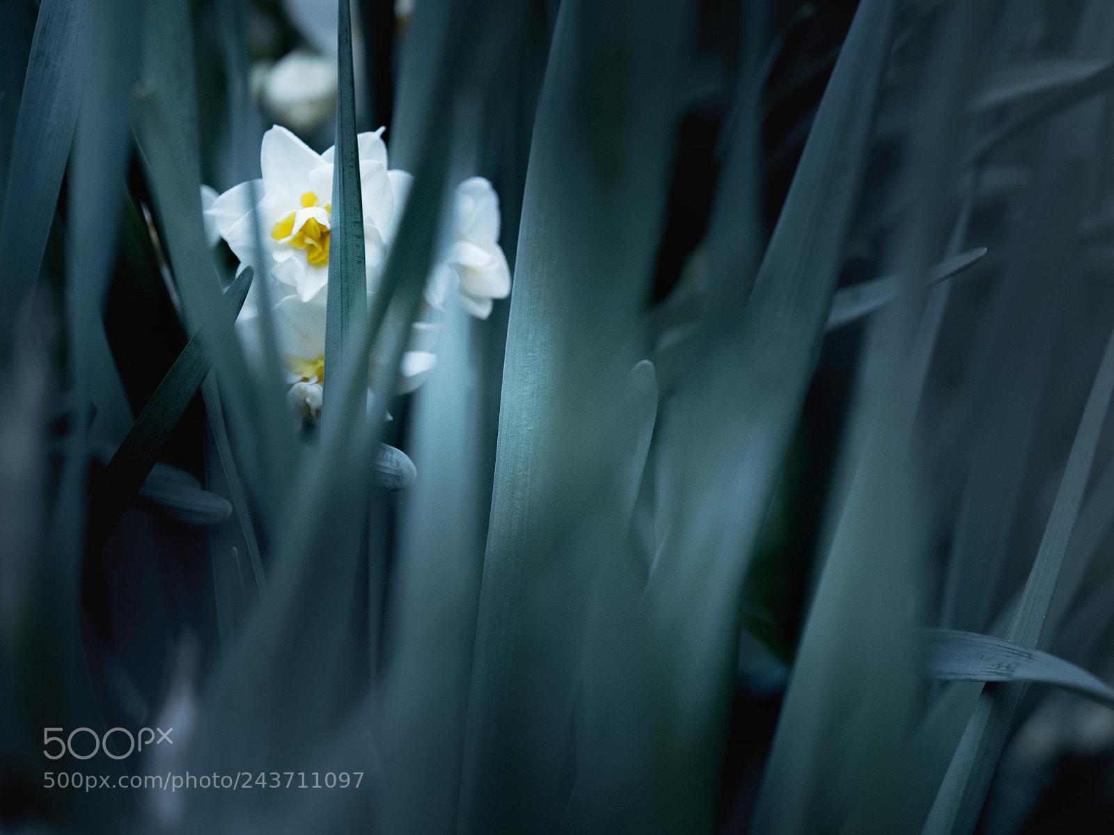 Olympus OM-D E-M1 Mark II sample photo. Narcissus photography
