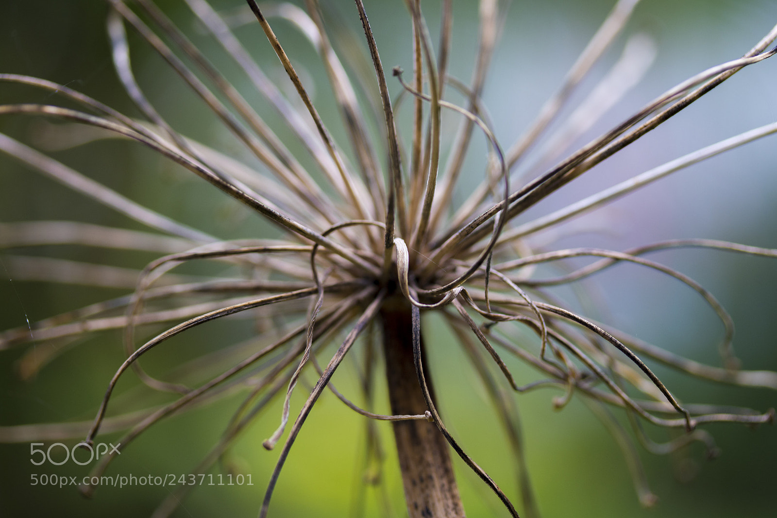 Canon EOS 7D Mark II sample photo. Untitled photography