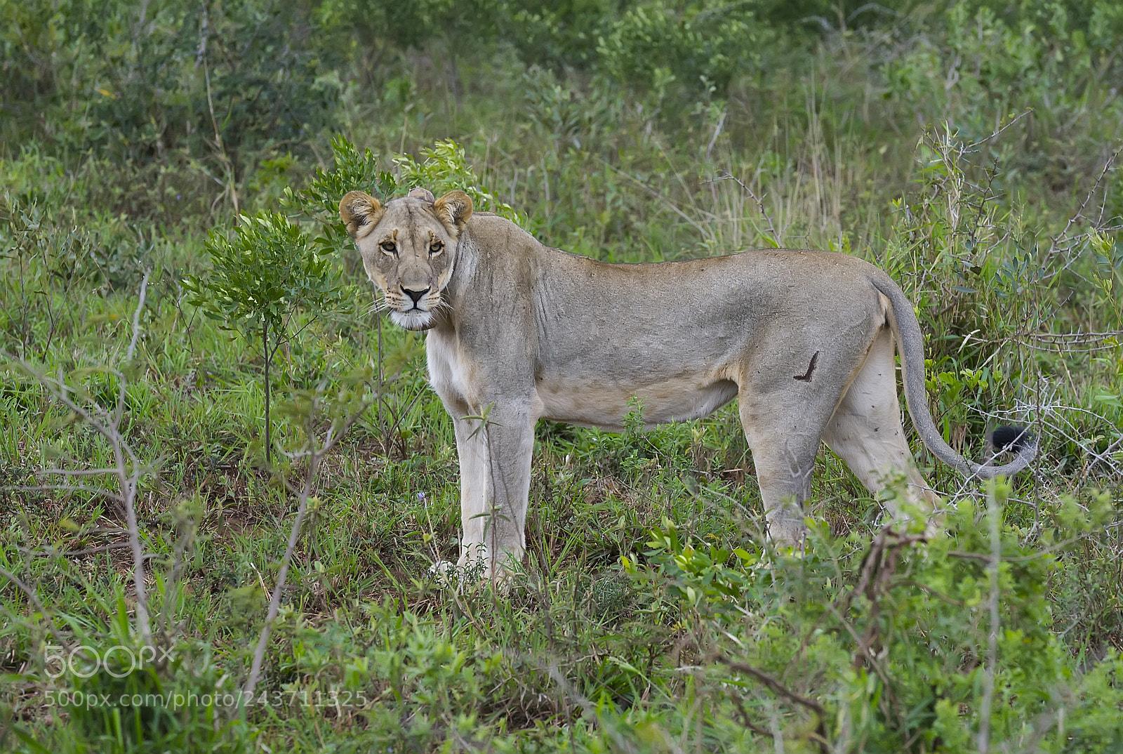 Nikon D3S sample photo. Lioness photography