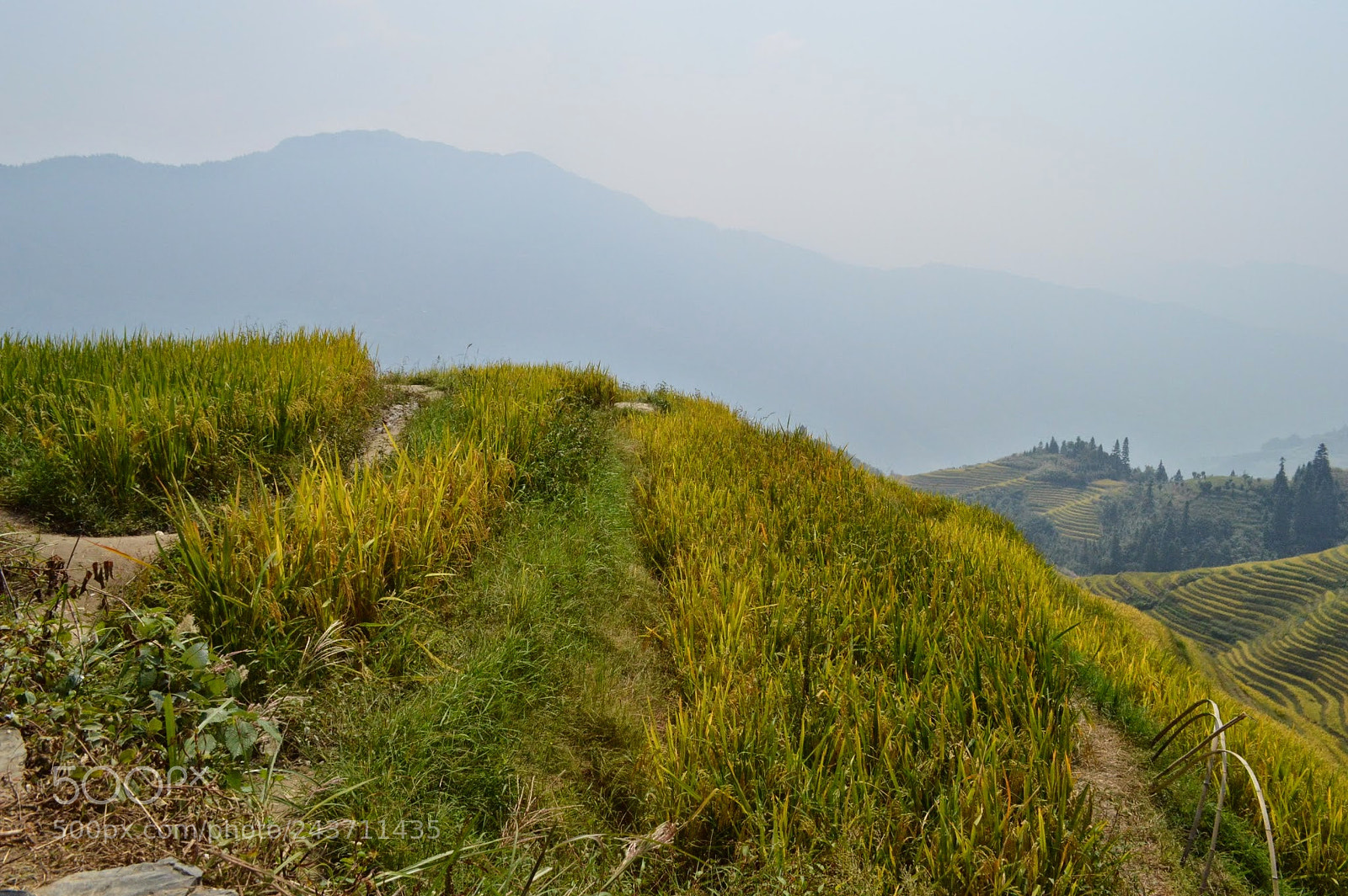 Nikon D3200 sample photo. Dragon's backbone rice terraces photography