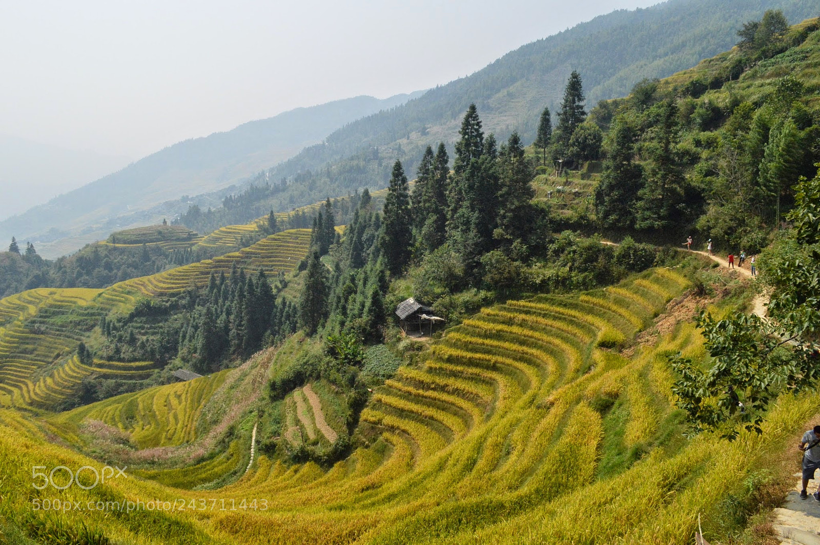 Nikon D3200 sample photo. Dragon's backbone rice terraces photography