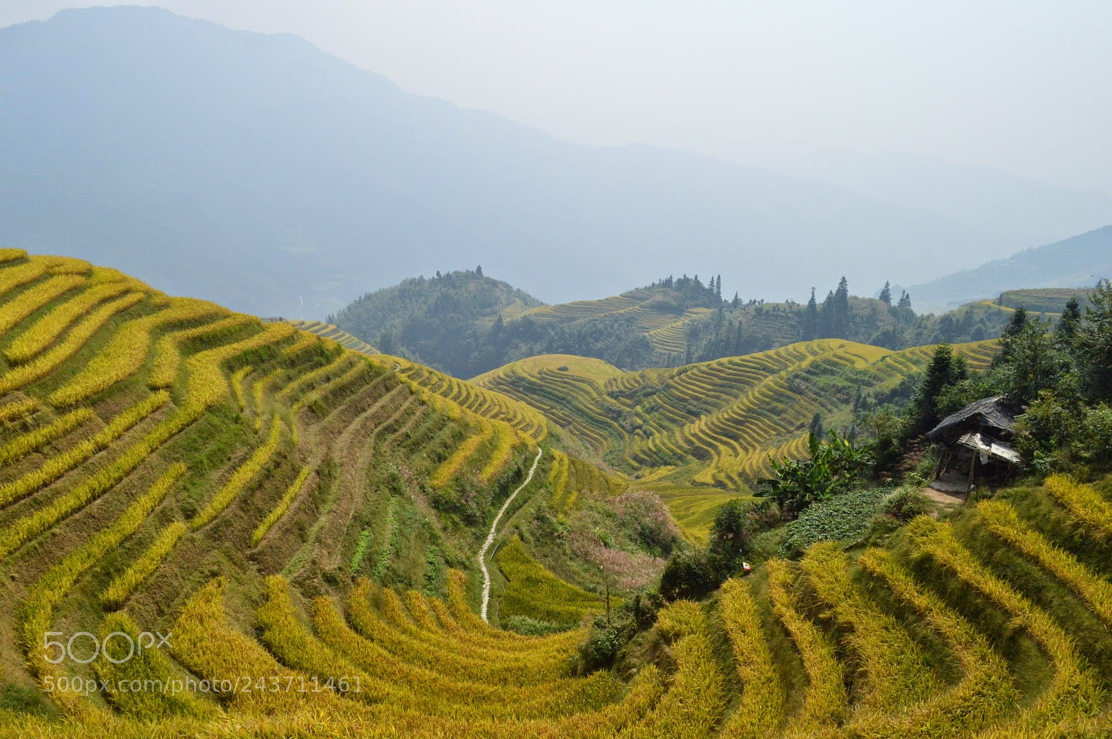 Nikon D3200 sample photo. Dragon's backbone rice terraces photography