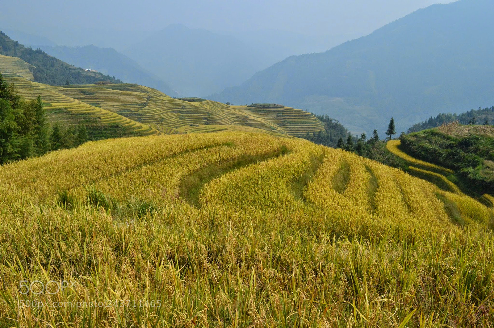 Nikon D3200 sample photo. Dragon's backbone rice terraces photography