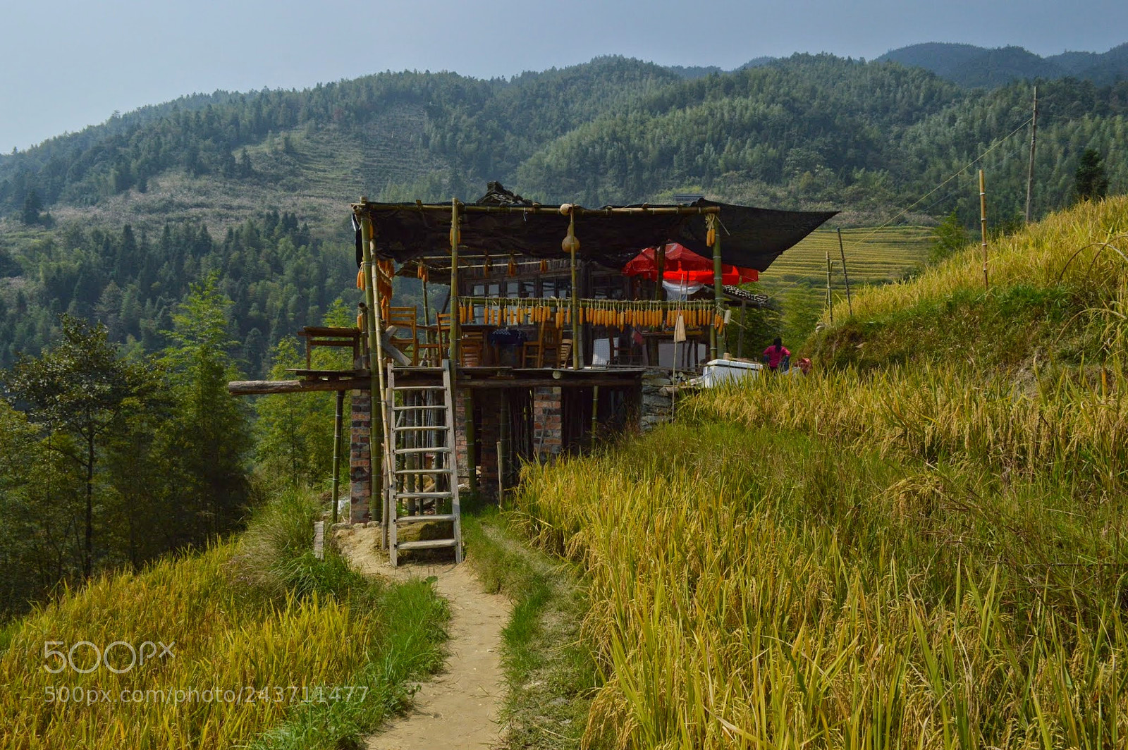 Nikon D3200 sample photo. Dragon's backbone rice terrace photography